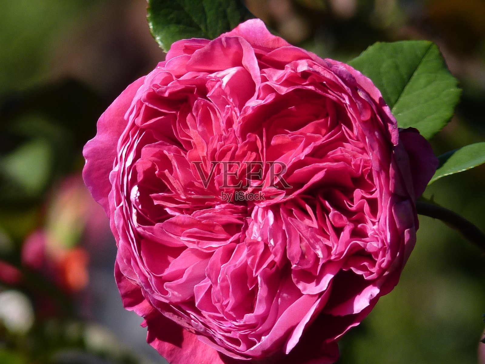 玫瑰照片摄影图片