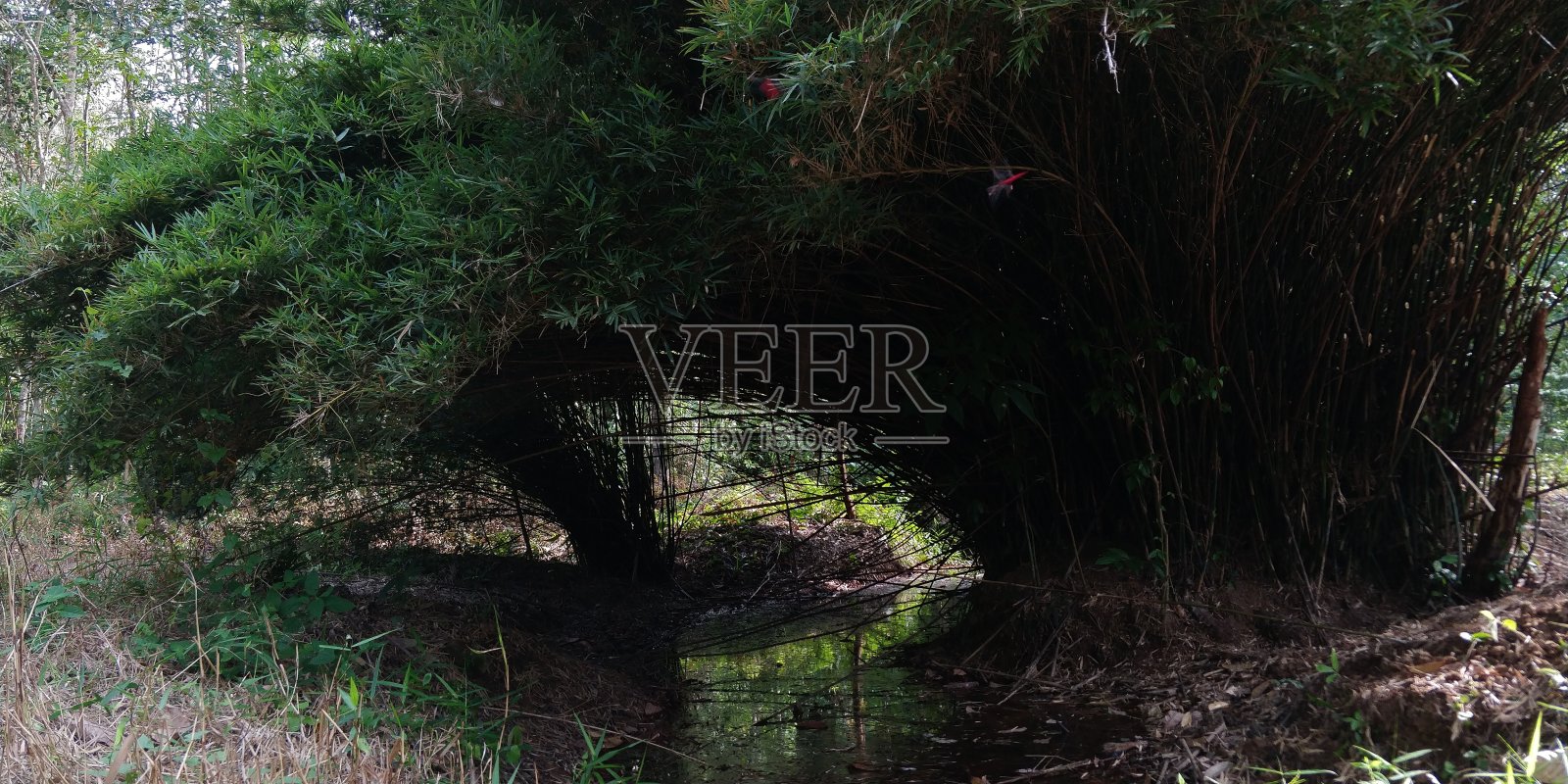 小湖边的竹林照片摄影图片