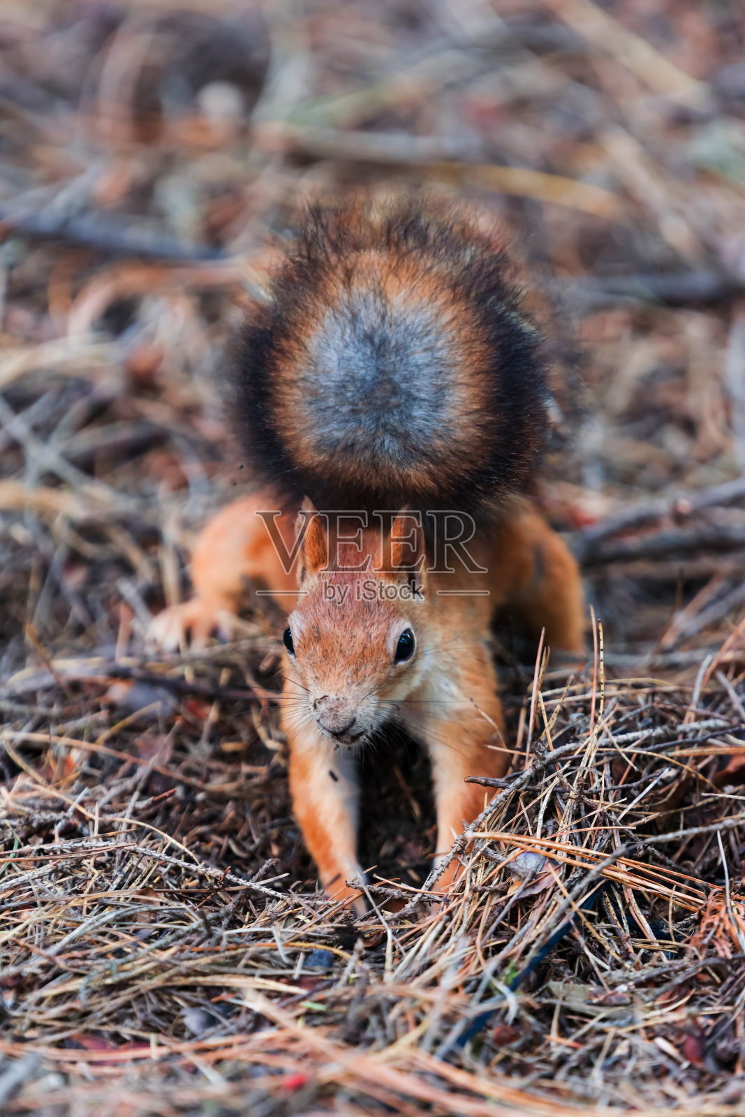 红松鼠在针叶林中寻找坚果、食物照片摄影图片