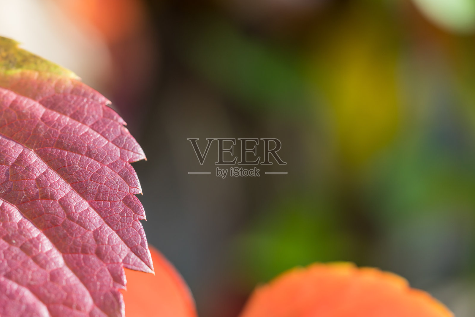 丰富多彩的秋叶照片摄影图片