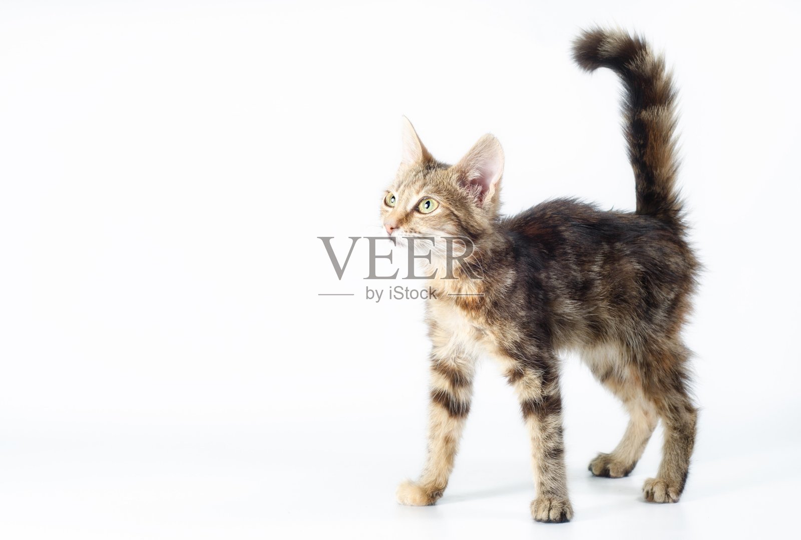 小虎斑猫站着，竖起尾巴，直挺挺地看着照片摄影图片