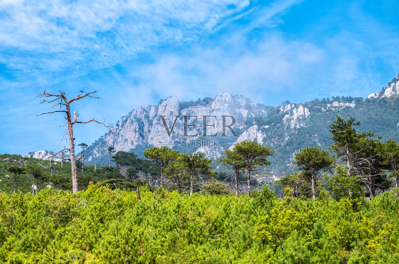 山坡上有绿树和一棵干燥的老树。高高的岩石山在蓝天的背景。照片摄影图片