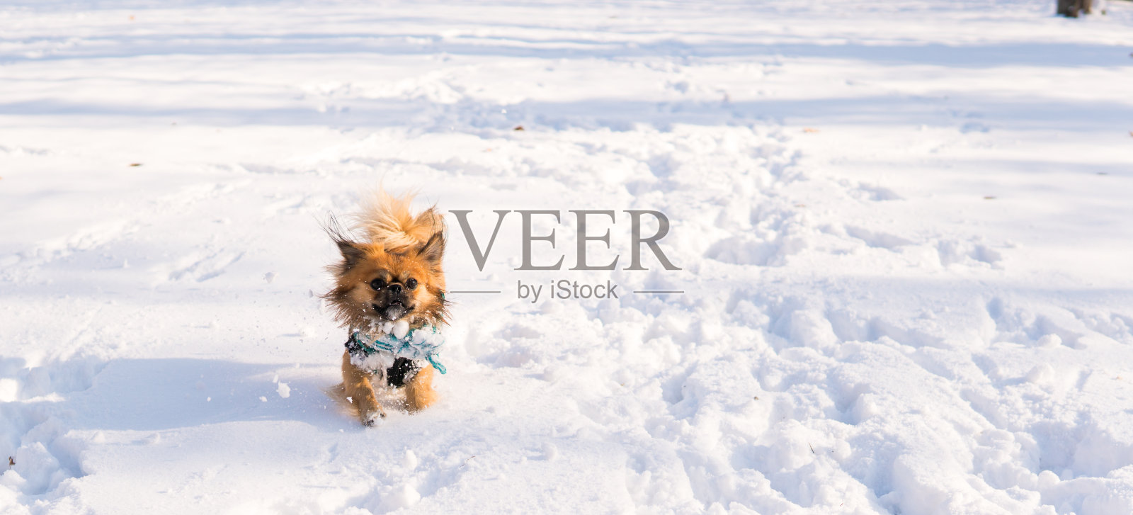 北京狗在雪中玩耍照片摄影图片