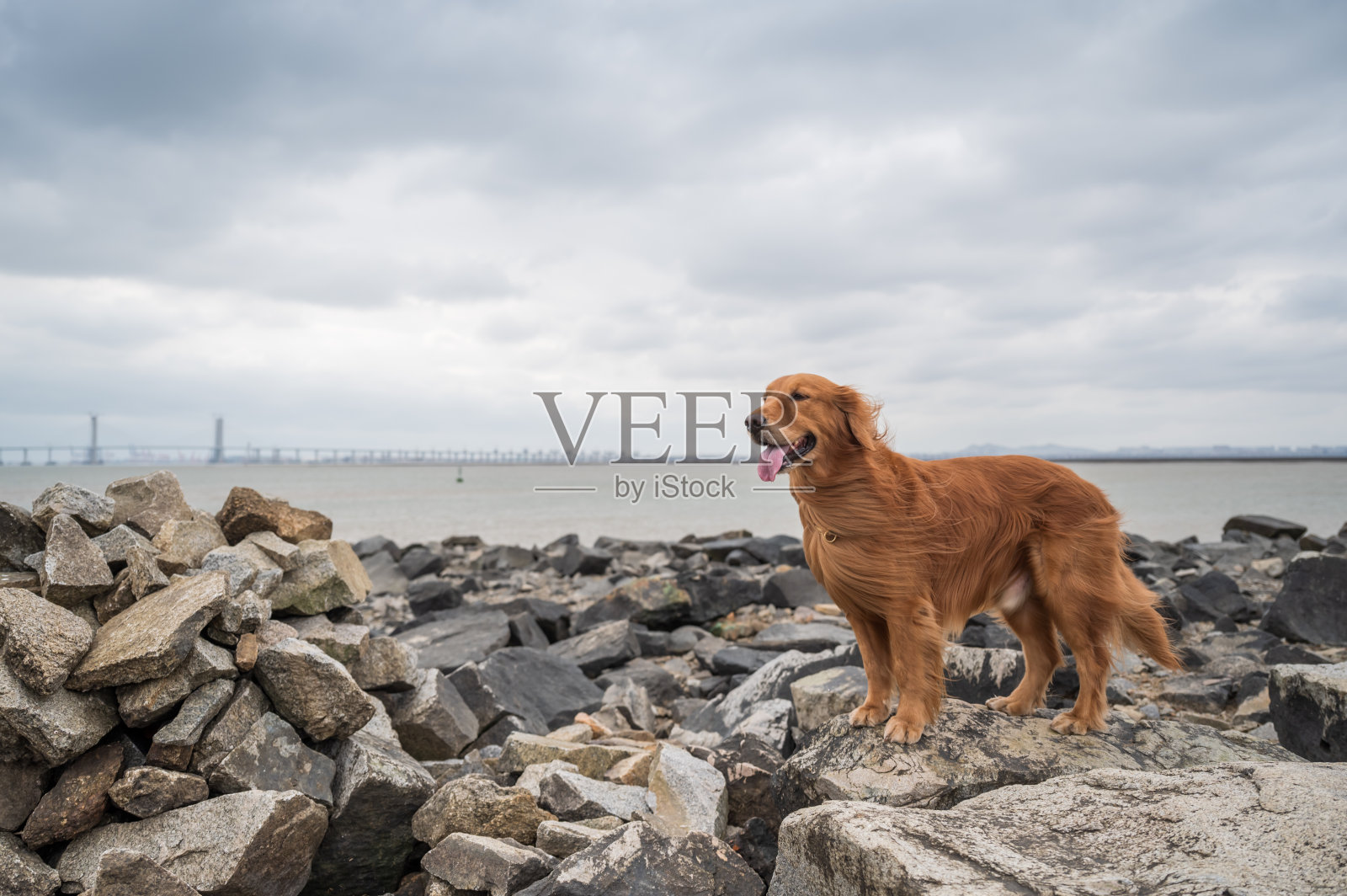 金毛猎犬站在岩石的顶端照片摄影图片