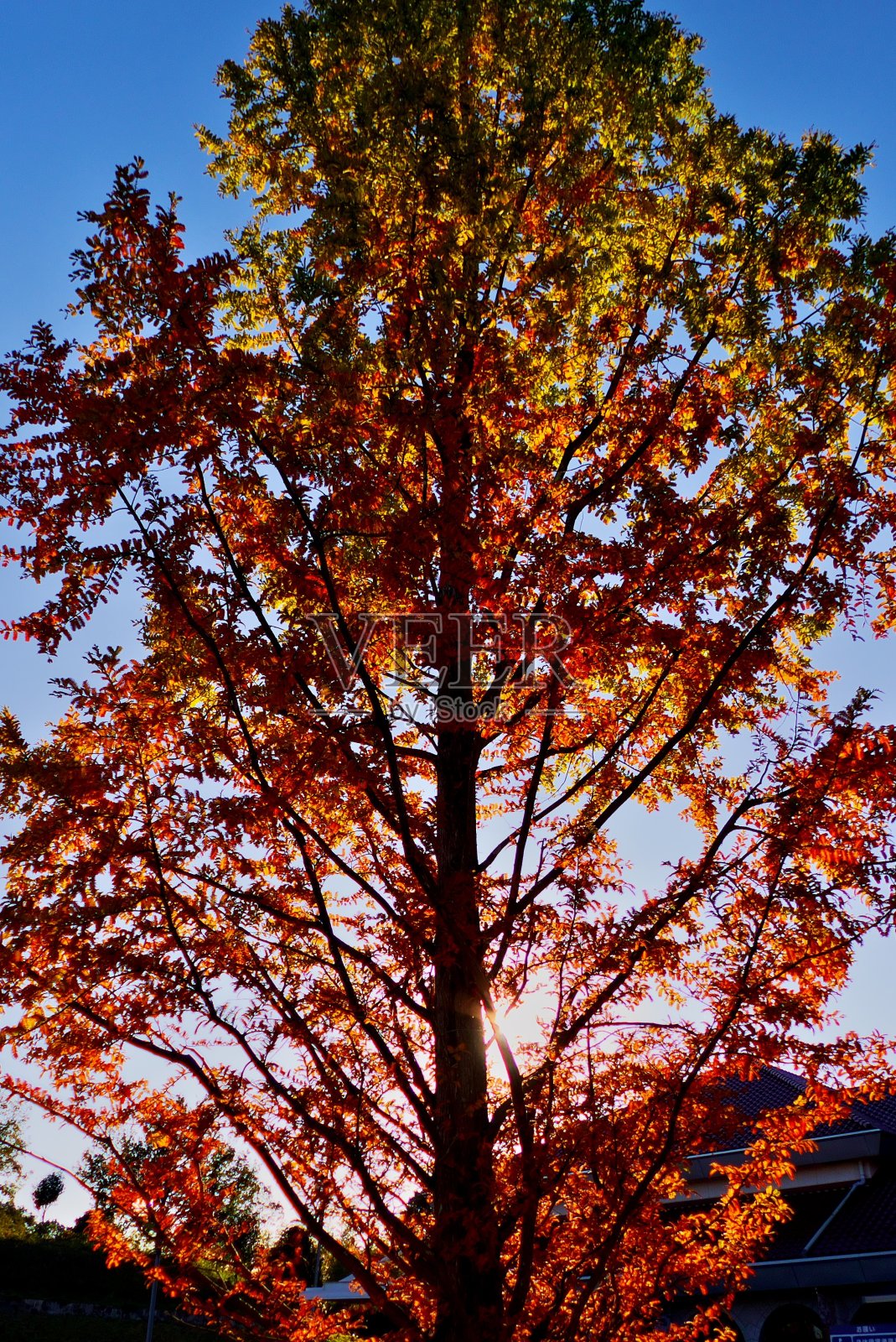 阳光洒落在秋叶上照片摄影图片