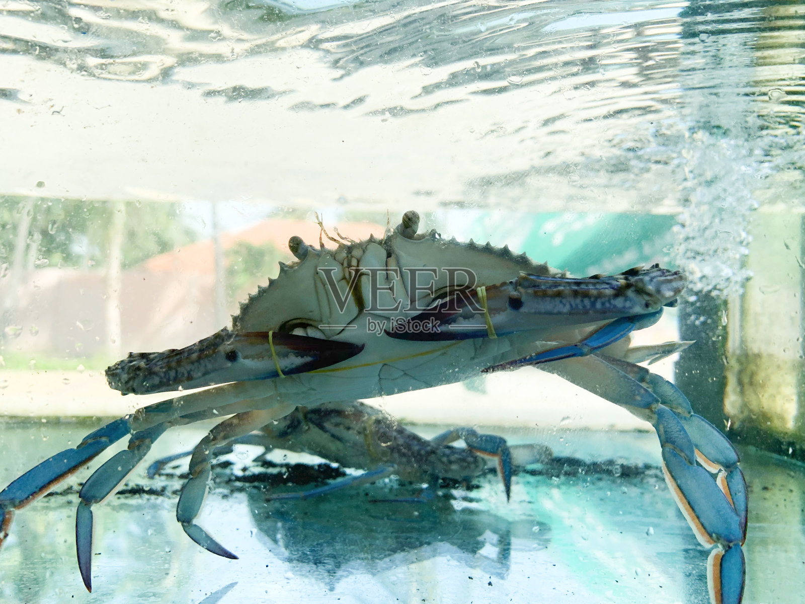 蟹在水族馆。照片摄影图片