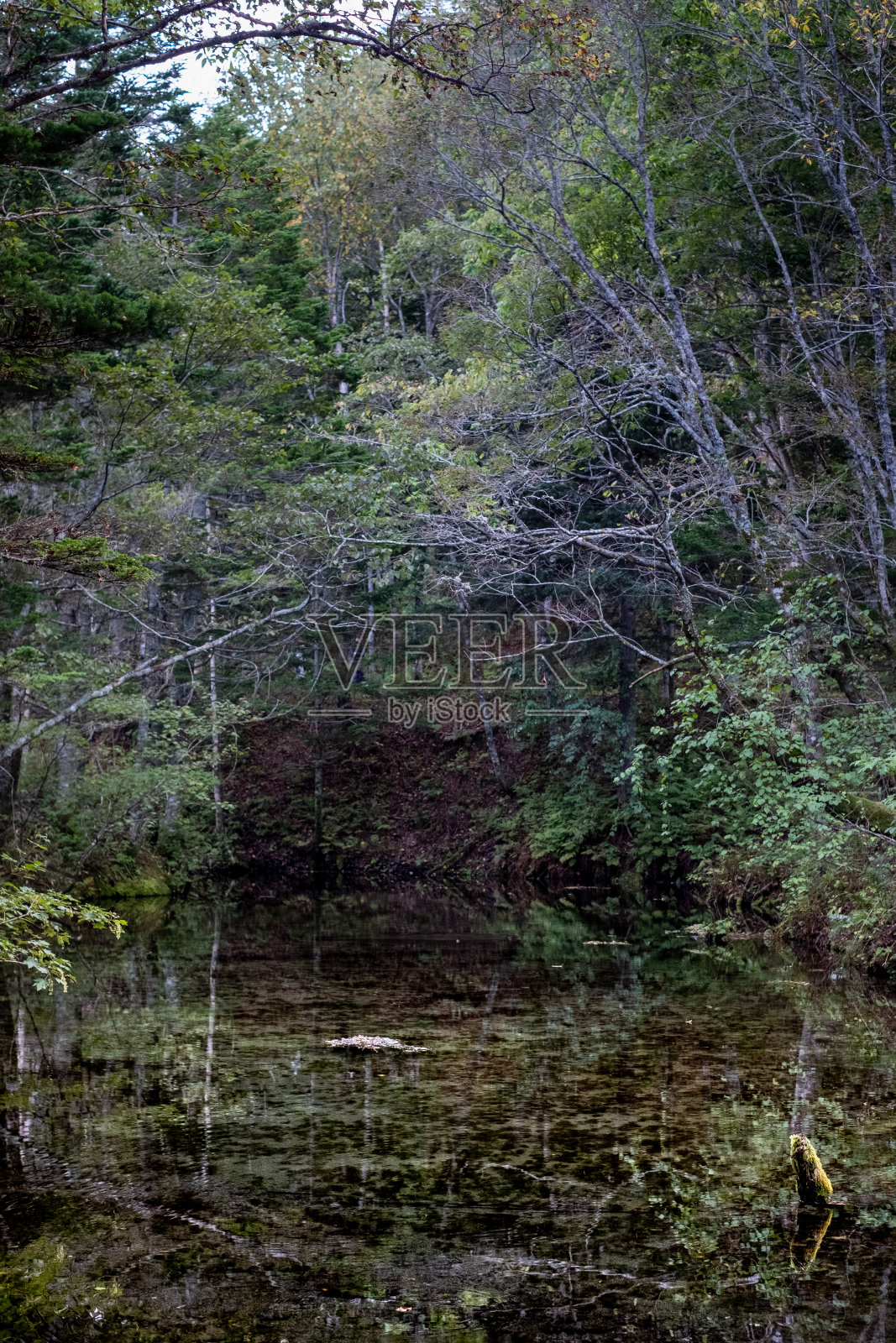 日本北海道神之子池塘中倒映的树木照片摄影图片