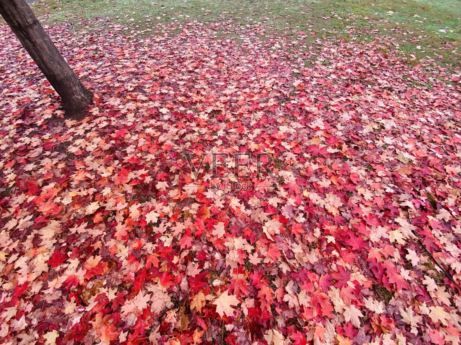 秋天的颜色文摘照片摄影图片