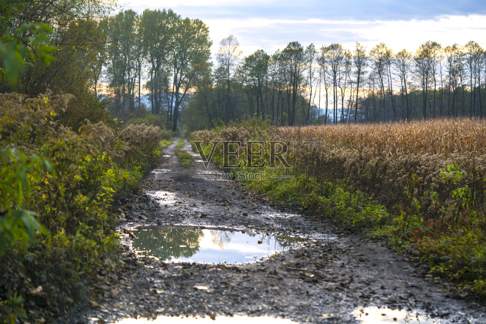 在卢布尔雅那沼泽秋天的颜色，泥泞的道路，灌木，树木和云的背景。照片摄影图片