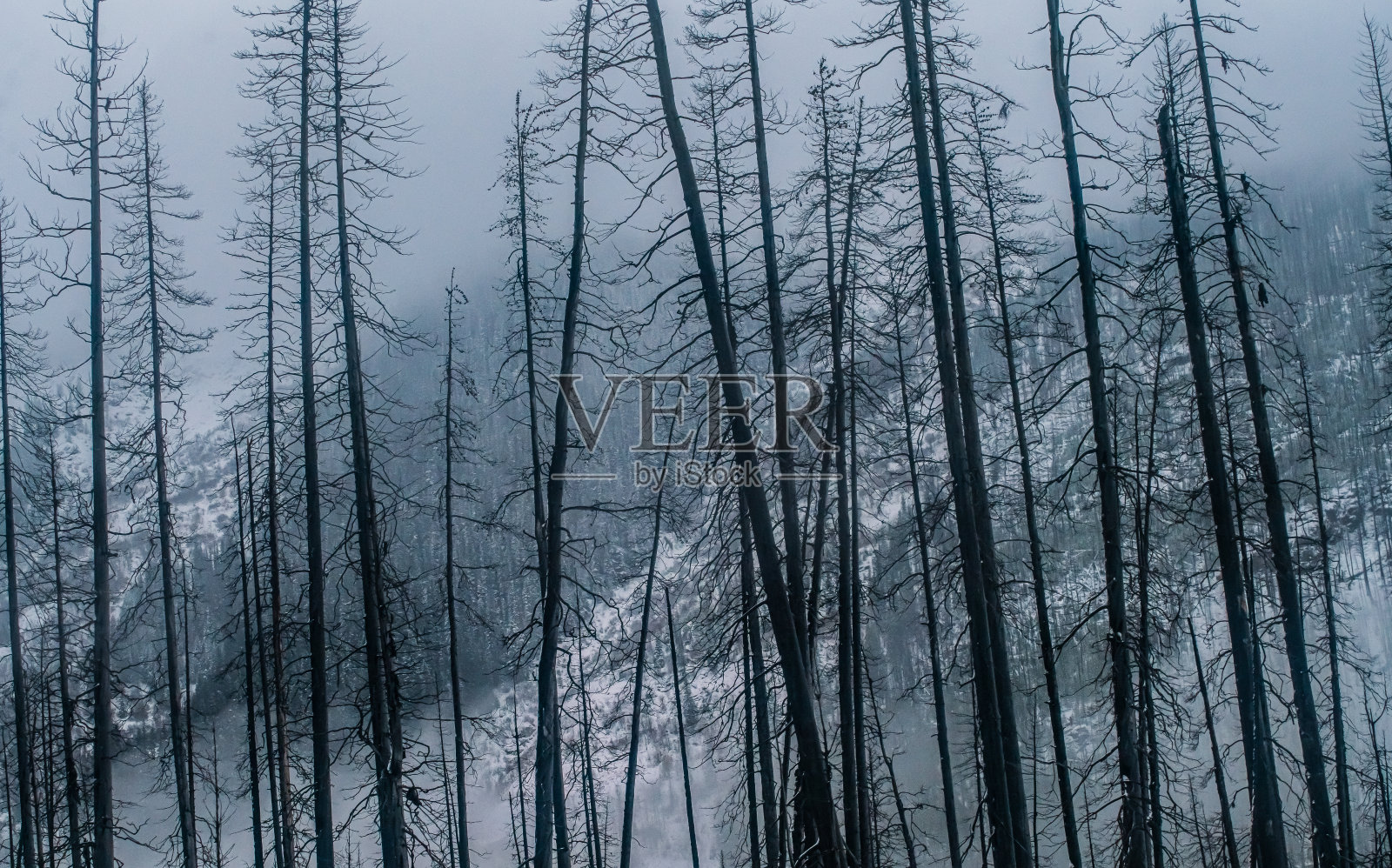 不列颠哥伦比亚-冬季景观烧毁森林通过落基山脉照片摄影图片