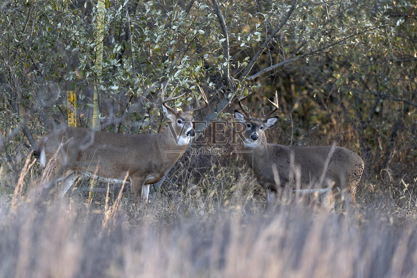 白尾巴克照片摄影图片