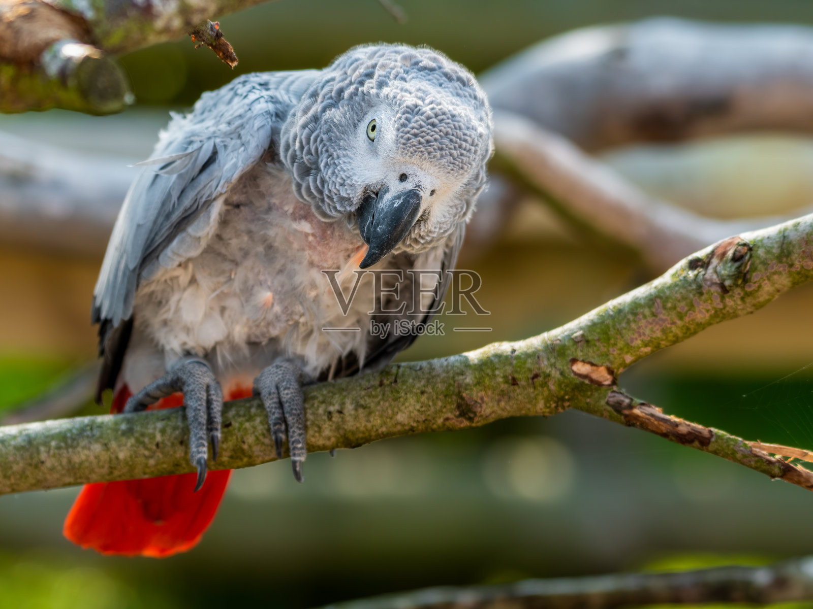 获救的非洲灰鹦鹉栖息在树枝上照片摄影图片
