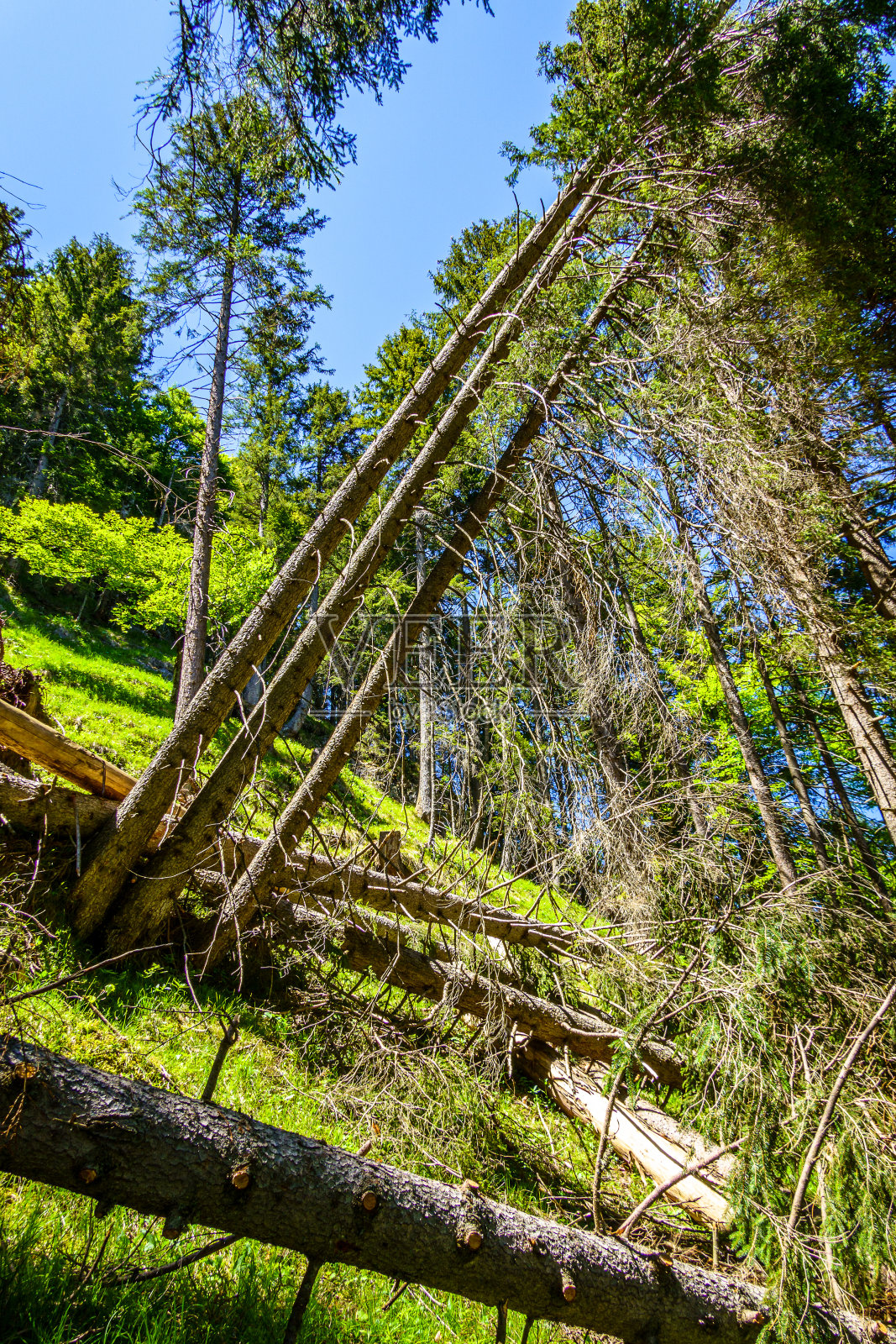 森林里的树照片摄影图片