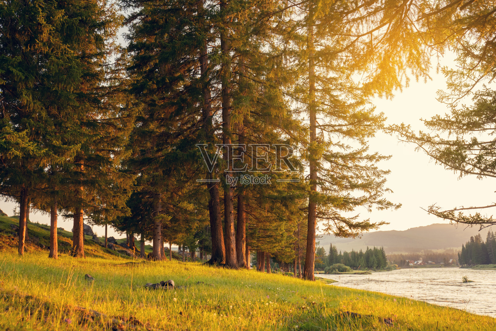 阿勒泰乌拉干树林里的日落照片摄影图片