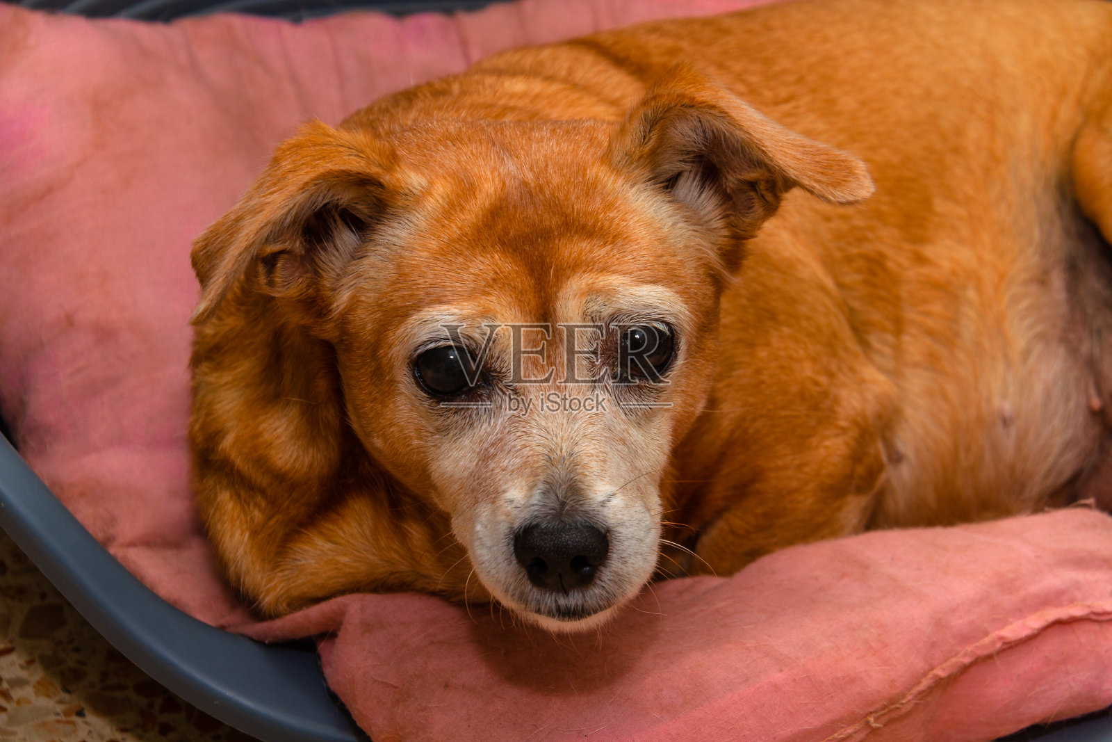 躺在睡垫上的美丽成年红发黑眼犬照片摄影图片