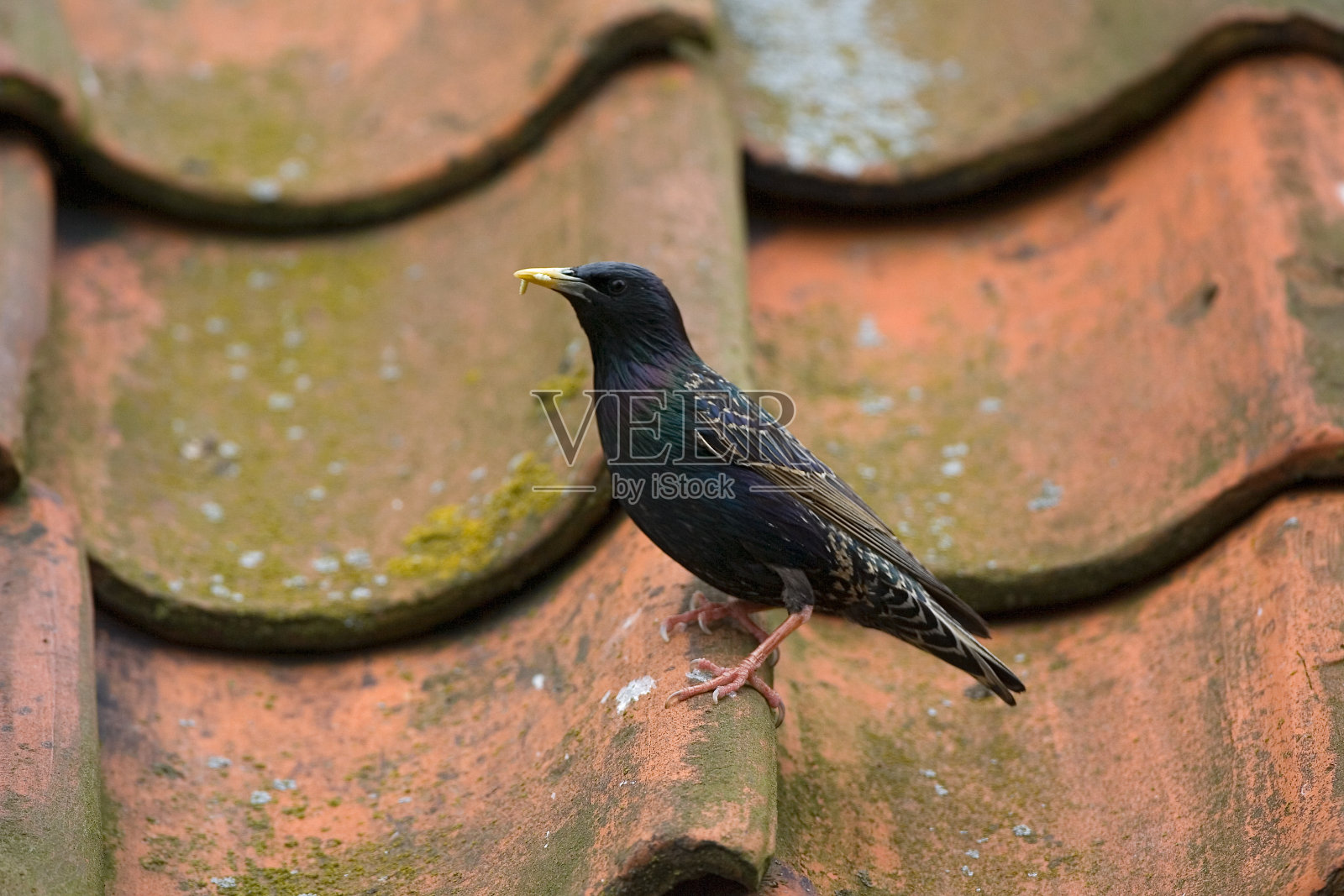 椋鸟，椋鸟，普通椋鸟照片摄影图片