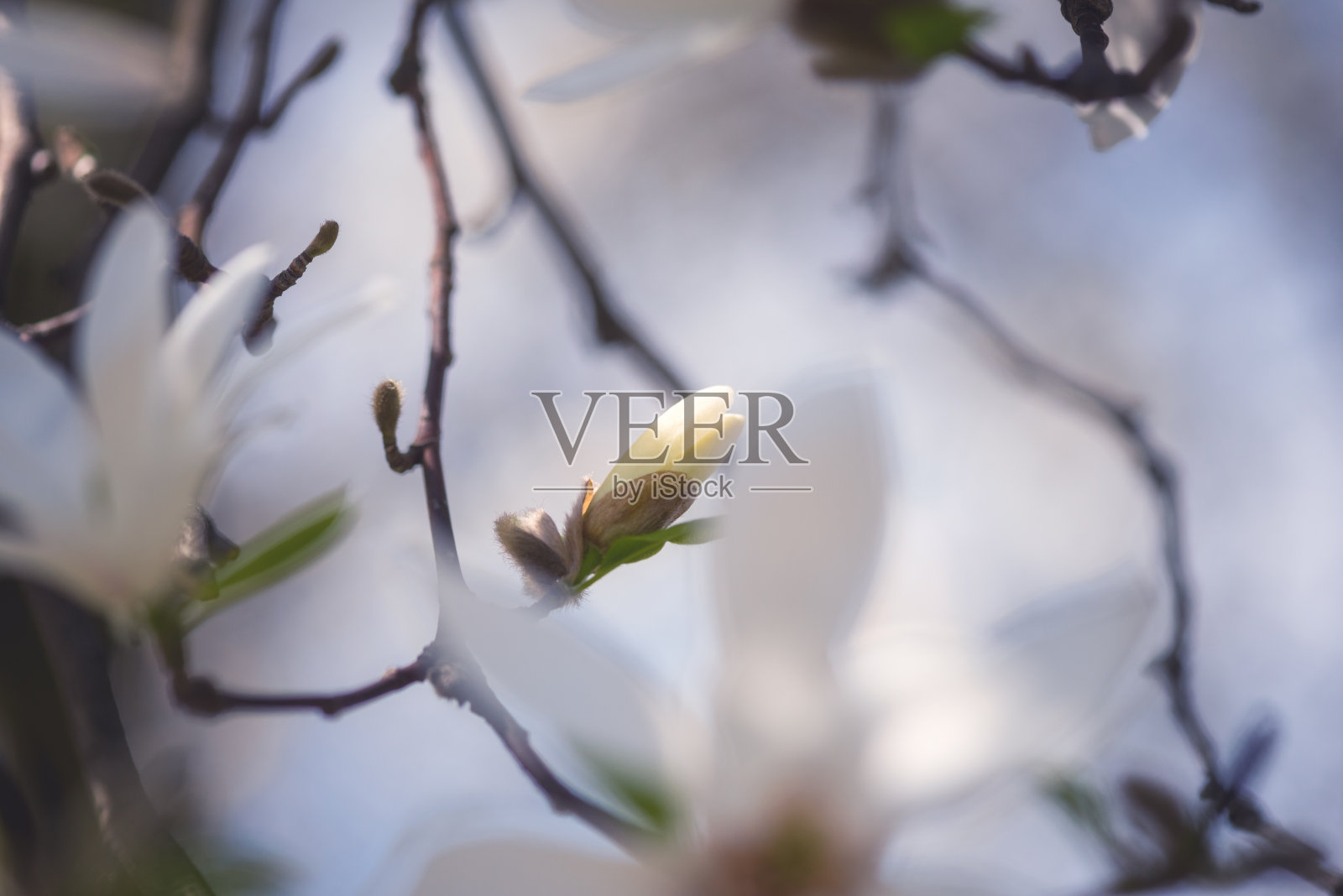 盛开的白花背景，天然的壁纸，盛开的玉兰花枝在春天的花园照片摄影图片