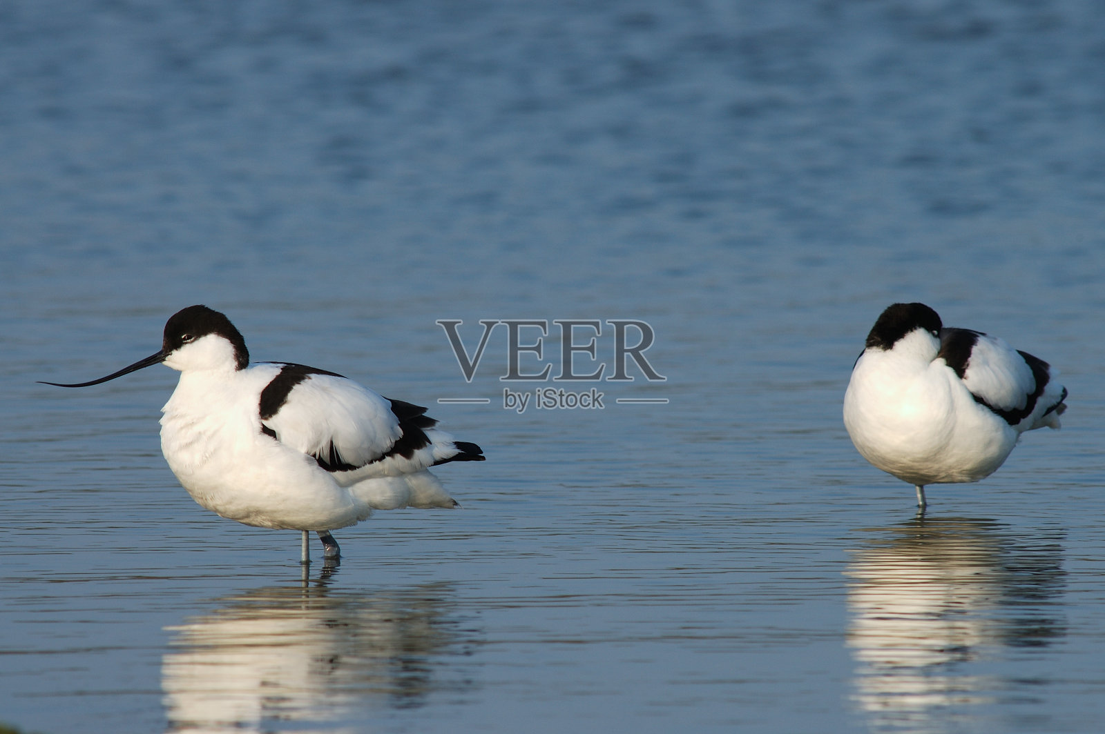 皮德·阿沃切特，克鲁特，雷库维罗斯特拉·阿沃塞塔照片摄影图片