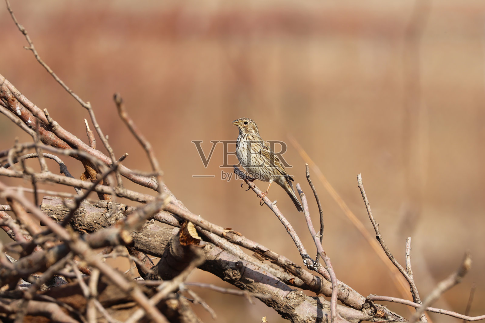 自然界中的玉米鹀鸟照片摄影图片