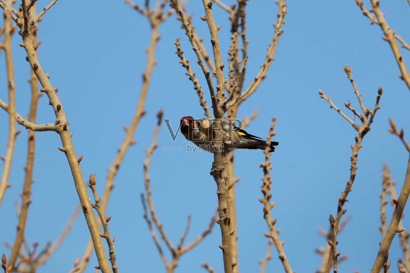 在树枝上休息的一种鸟照片摄影图片