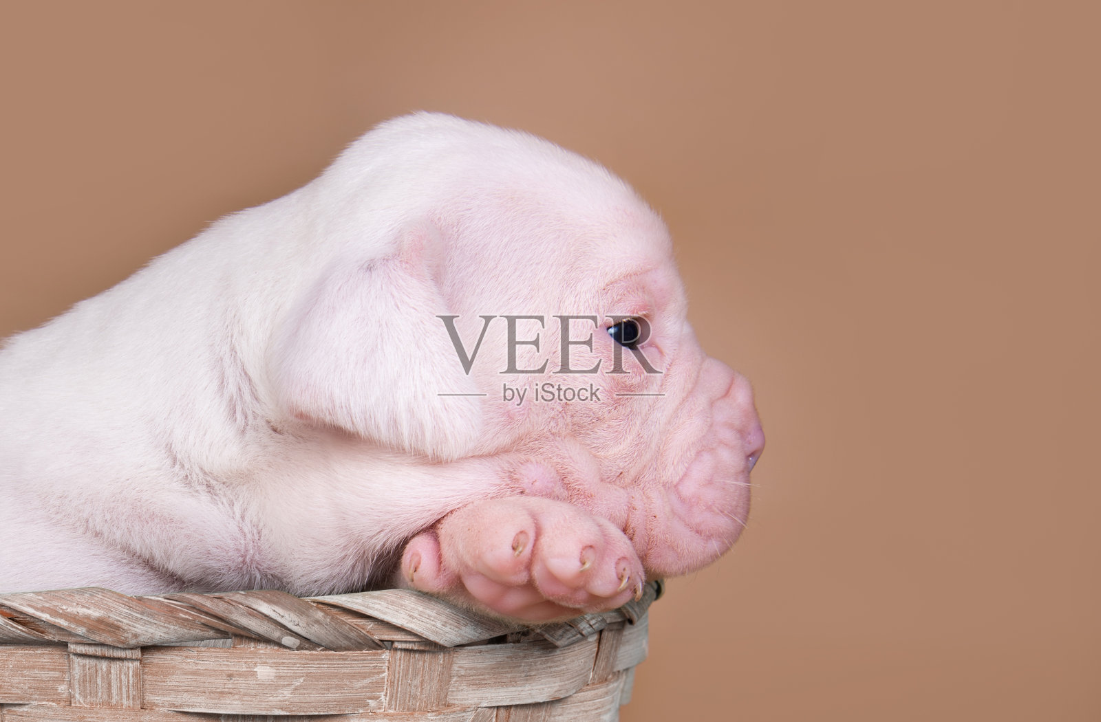 美国斗牛犬小狗坐在篮子里照片摄影图片