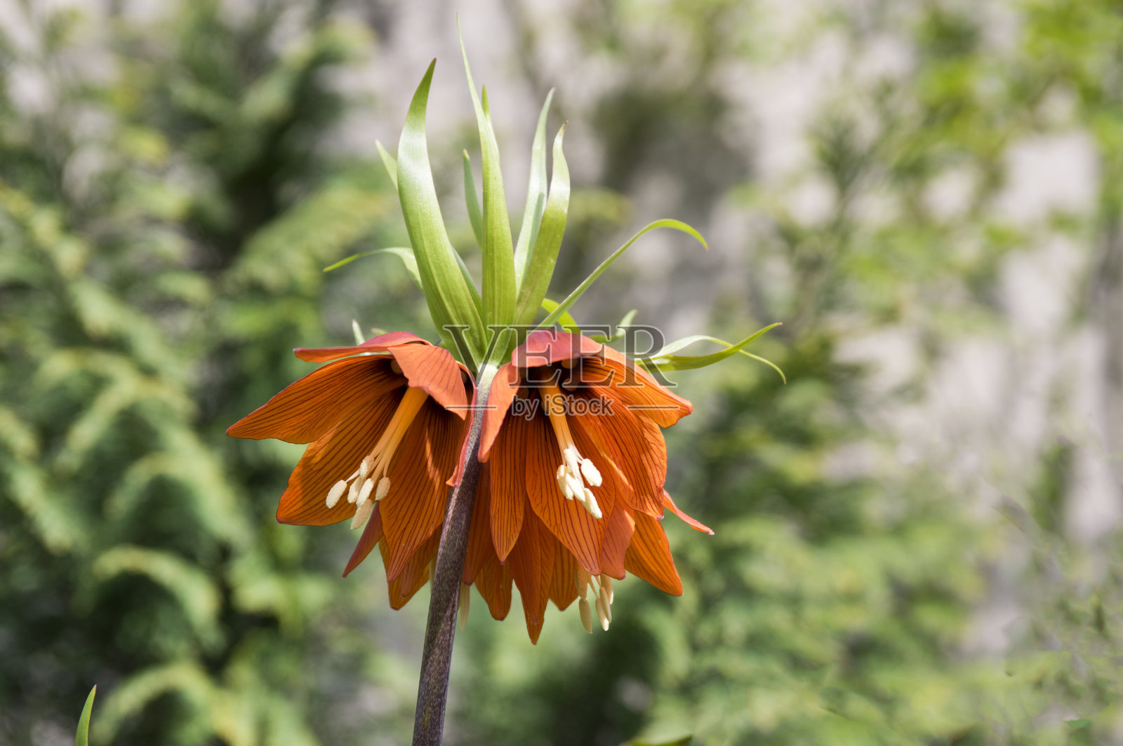 贝母冠皇花盛开，美丽高大桔红色开花的春季球茎植物照片摄影图片