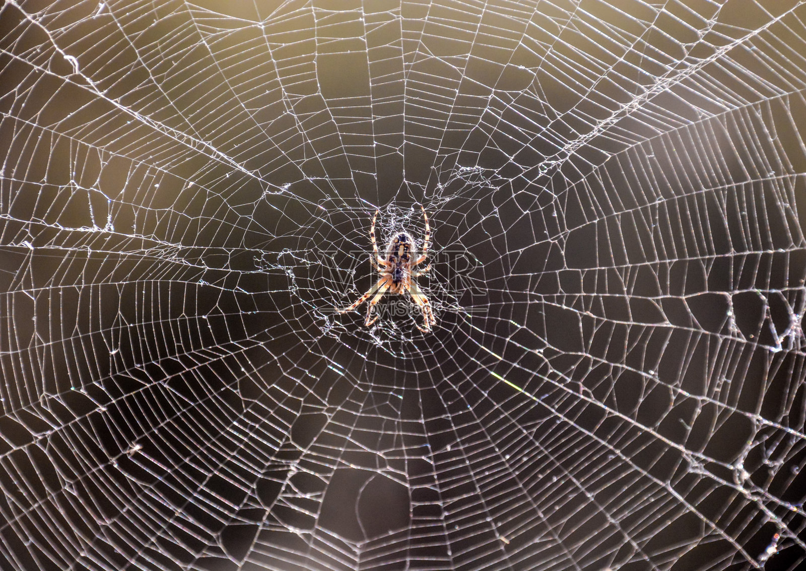 蜘蛛和他的网照片摄影图片