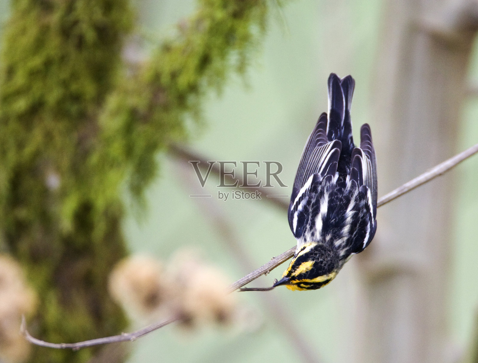 黑burne莺，Dendroica fusca照片摄影图片