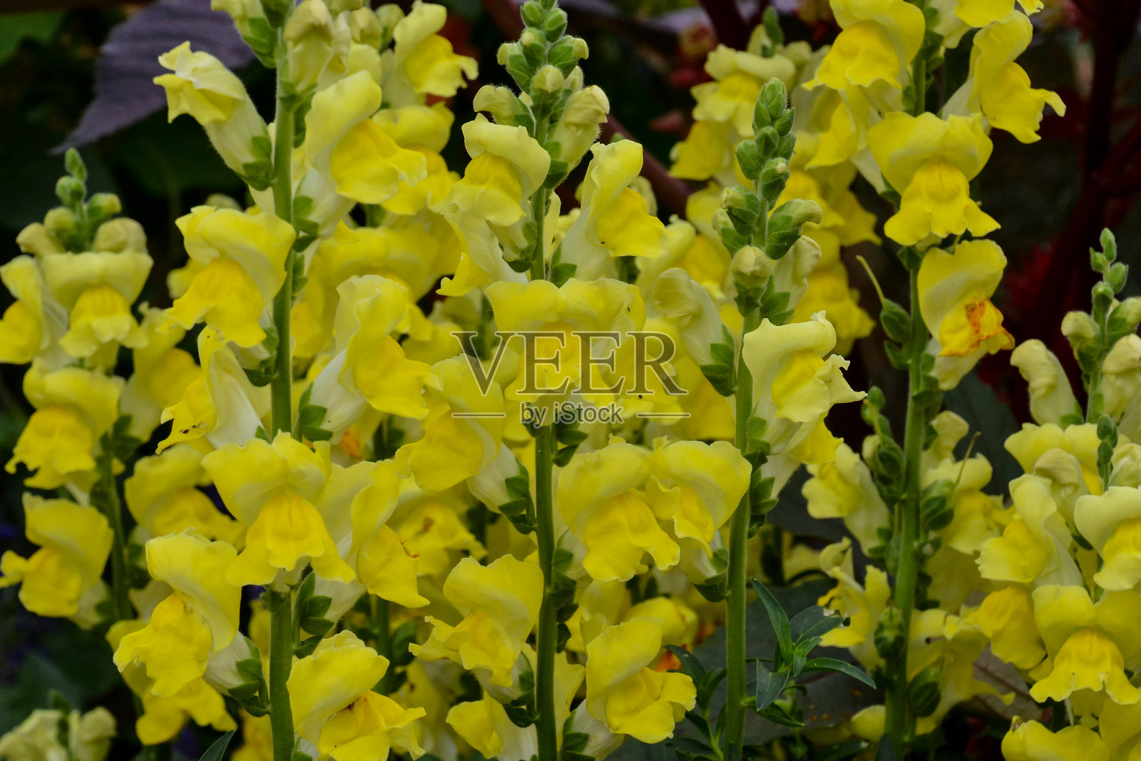 盛开的花朵背景照片摄影图片