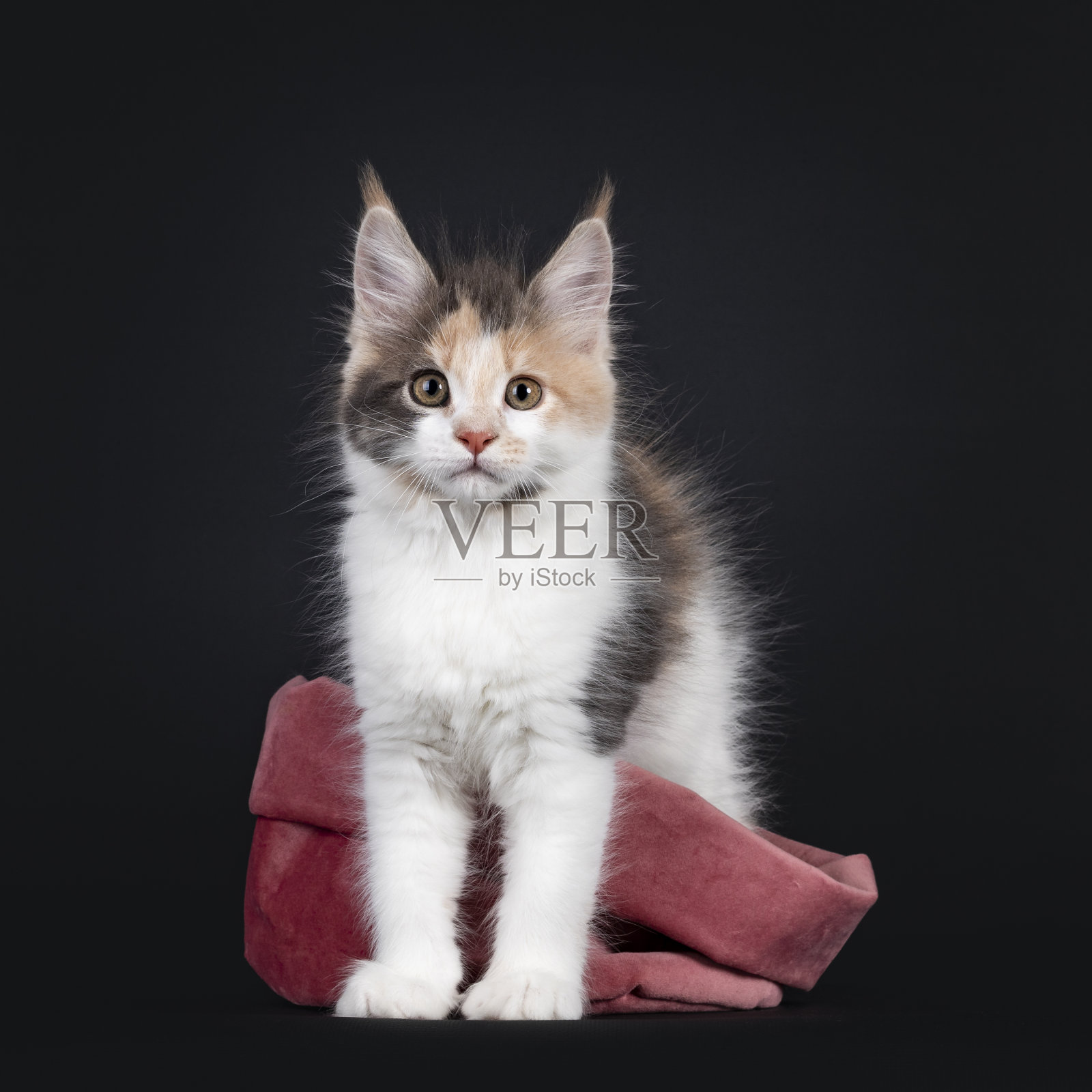 托蒂缅因猫小猫在黑色照片摄影图片