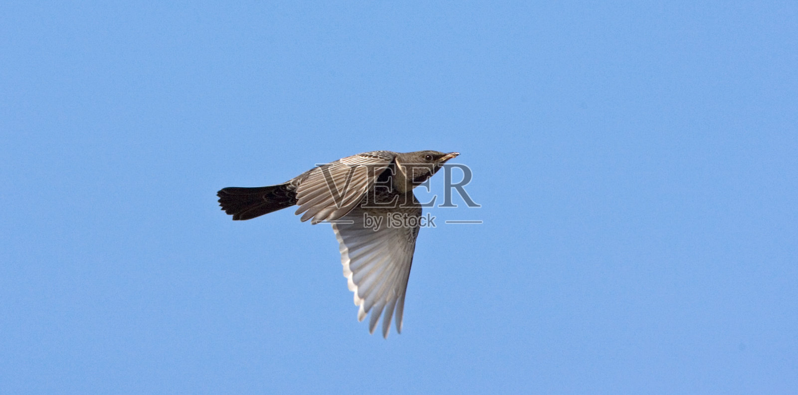 荷兰瓦登岛的鸟图片。照片摄影图片