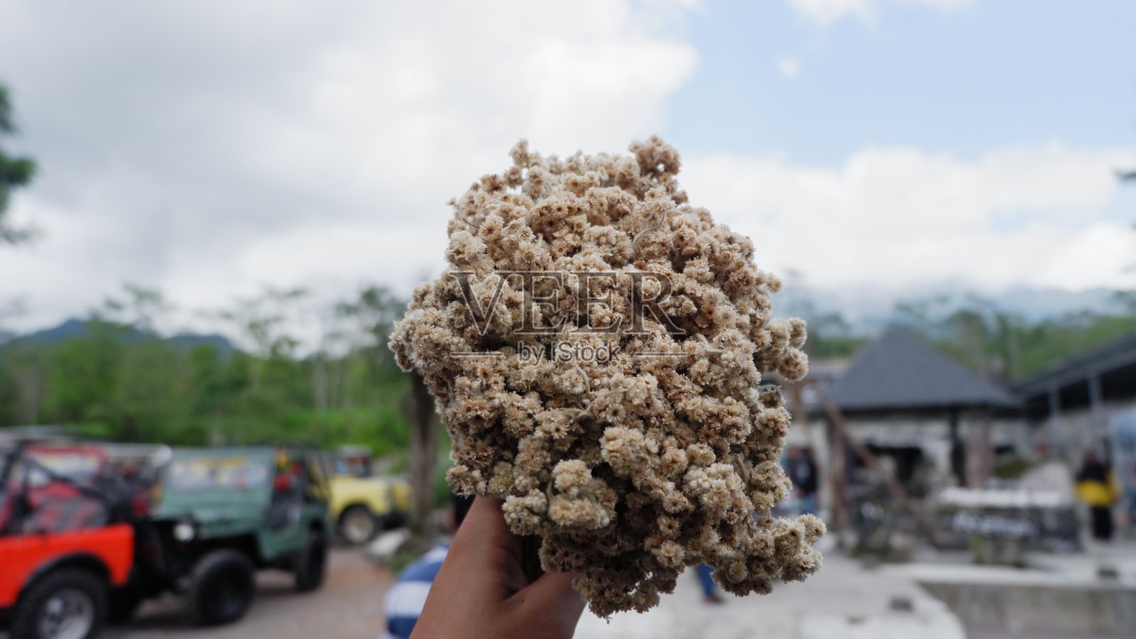 雪绒花花照片摄影图片