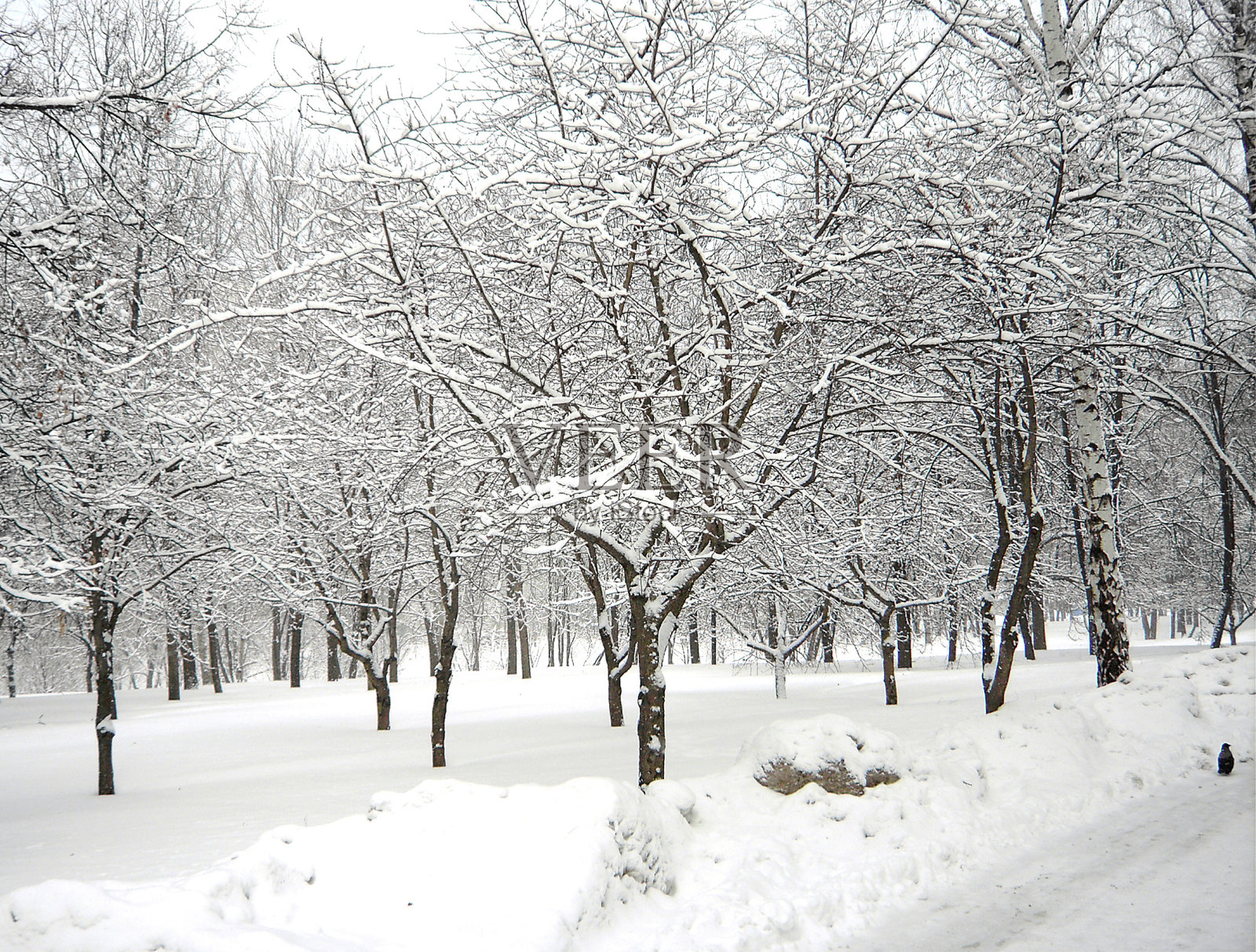 降雪后照片摄影图片