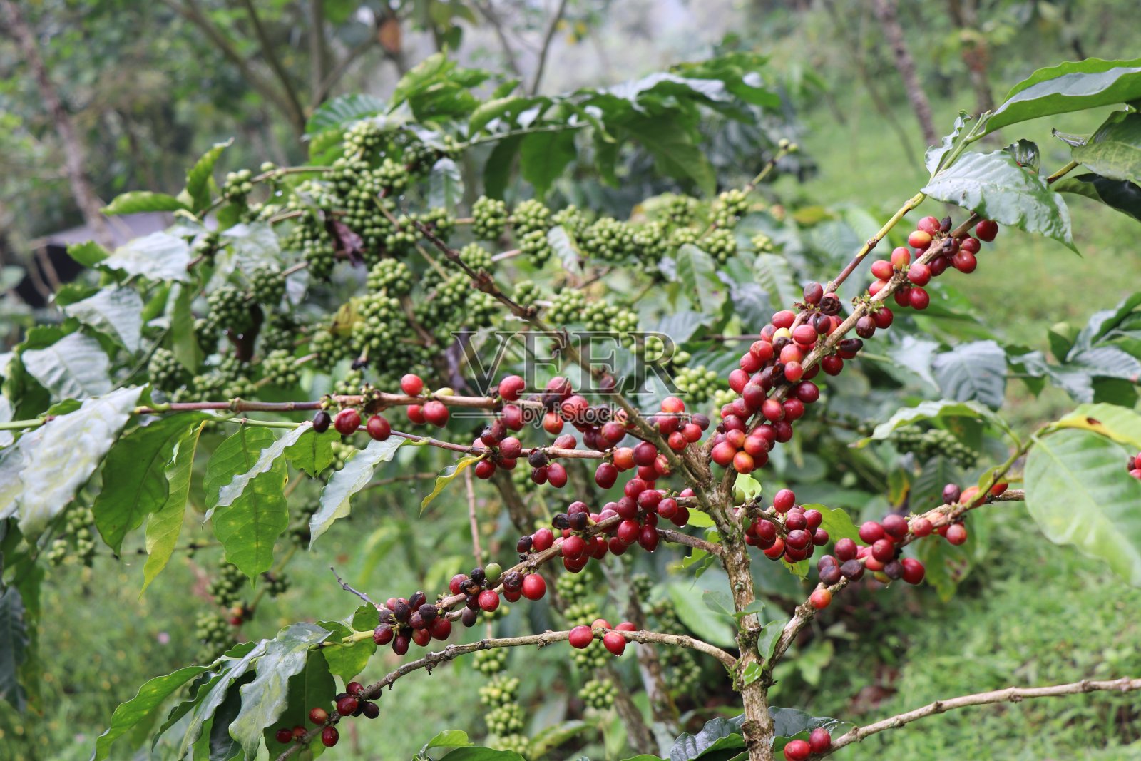 阿拉比卡咖啡也被称为咖啡成熟的咖啡樱桃与绿色罗布斯塔咖啡的背景照片摄影图片