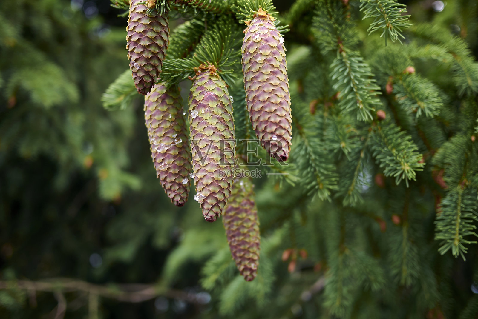挪威云杉照片摄影图片