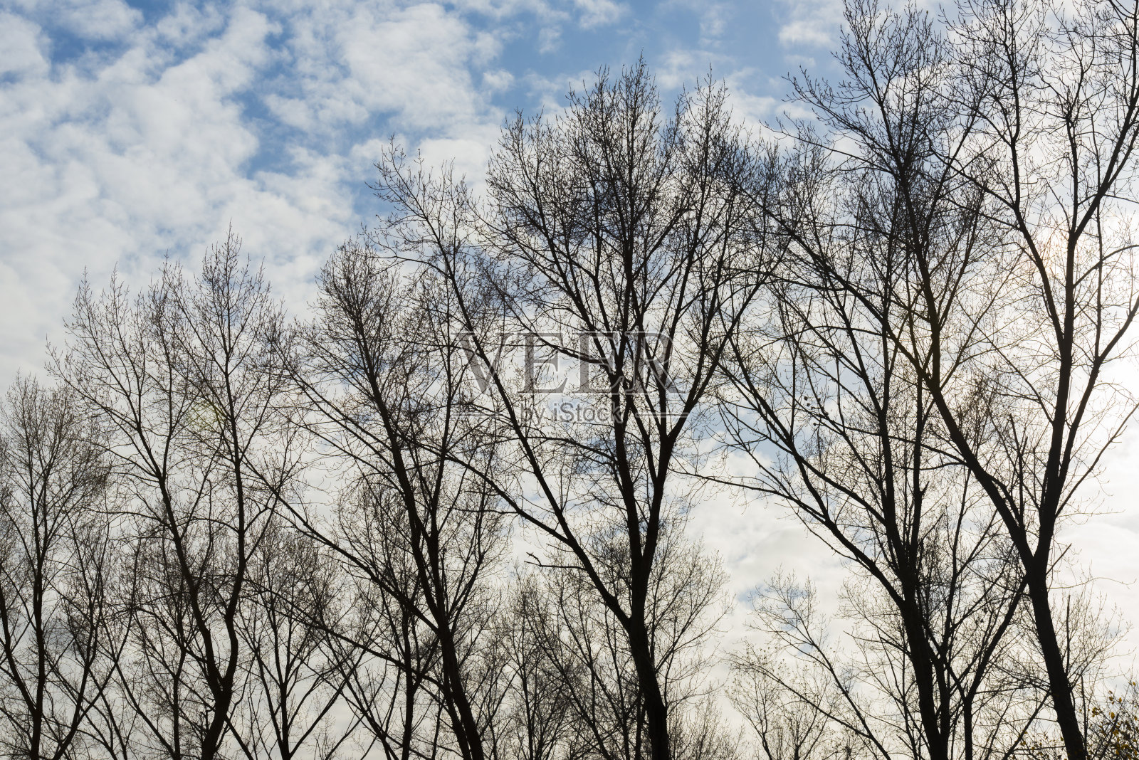 秋日阳光下，蓝白色多云的天空下，湿地中落叶树树冠的剪影照片摄影图片