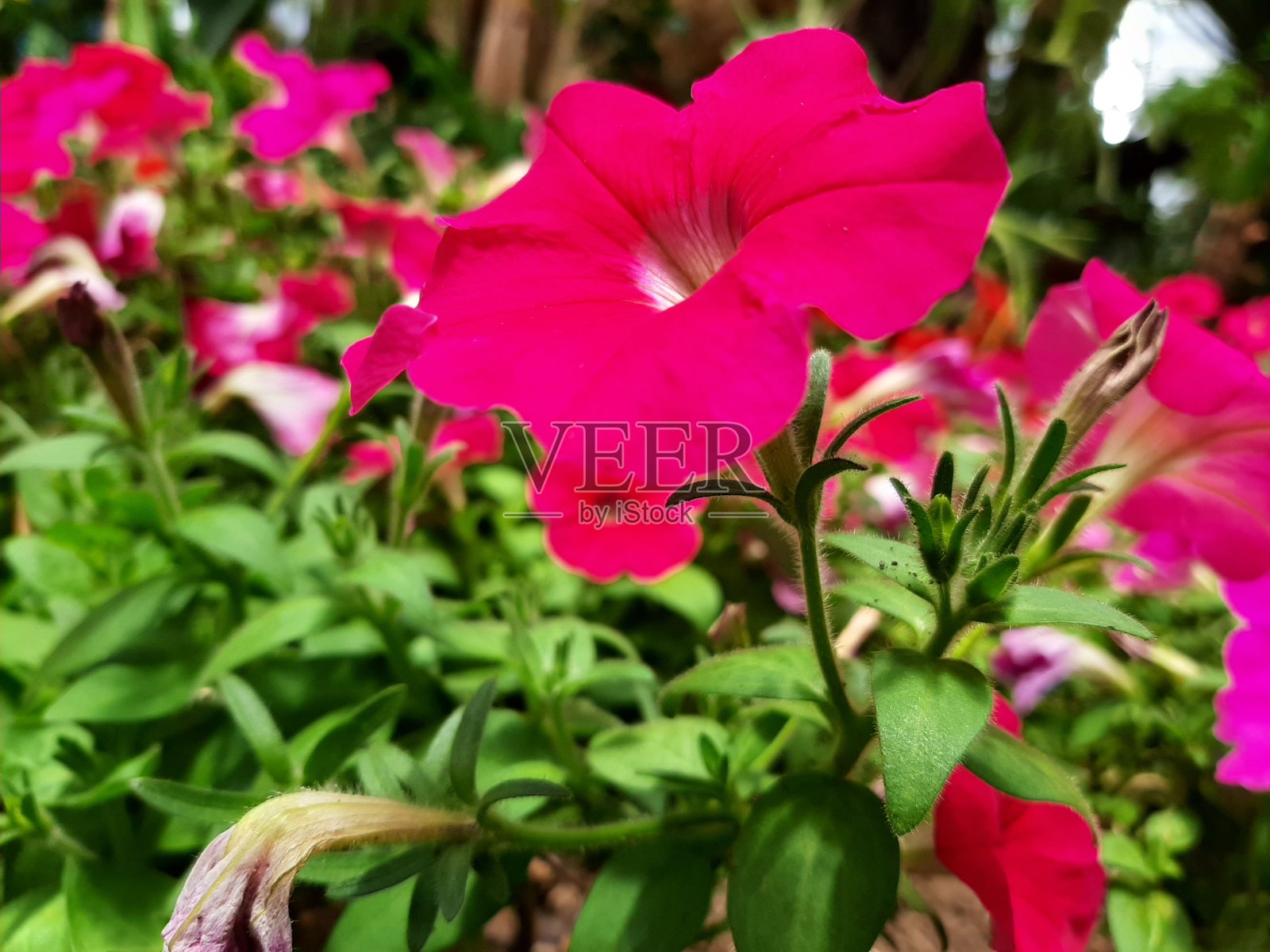 红色的芙蓉照片摄影图片