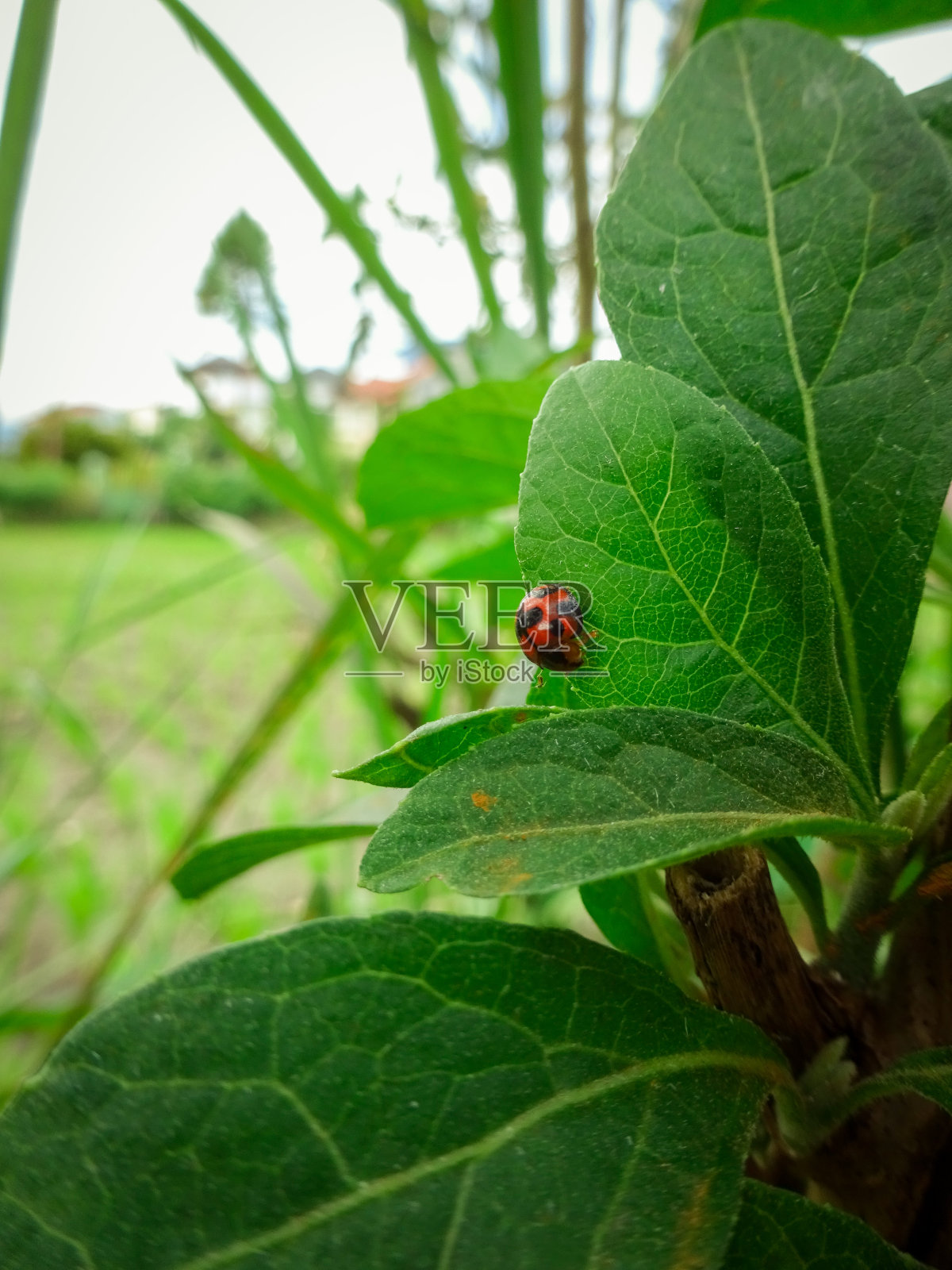 Bemo昆虫照片摄影图片