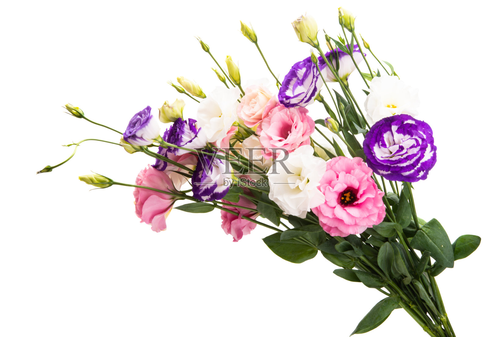 美丽的口气孔花孤立照片摄影图片