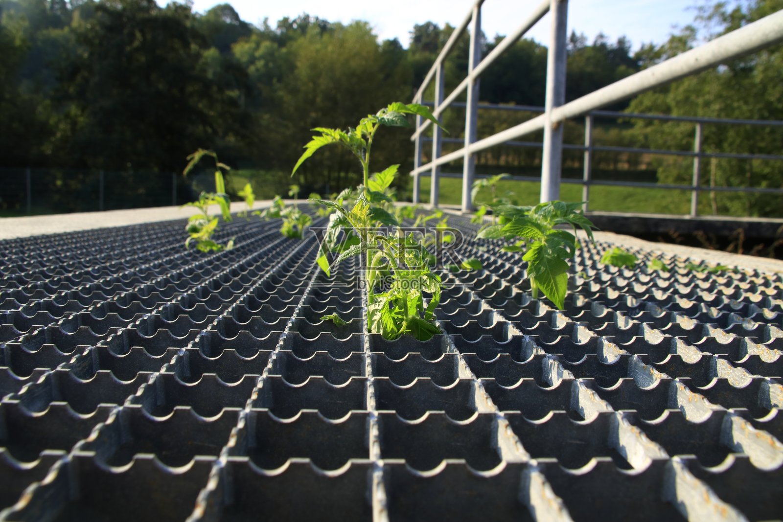 草和植物通过网格向上生长照片摄影图片