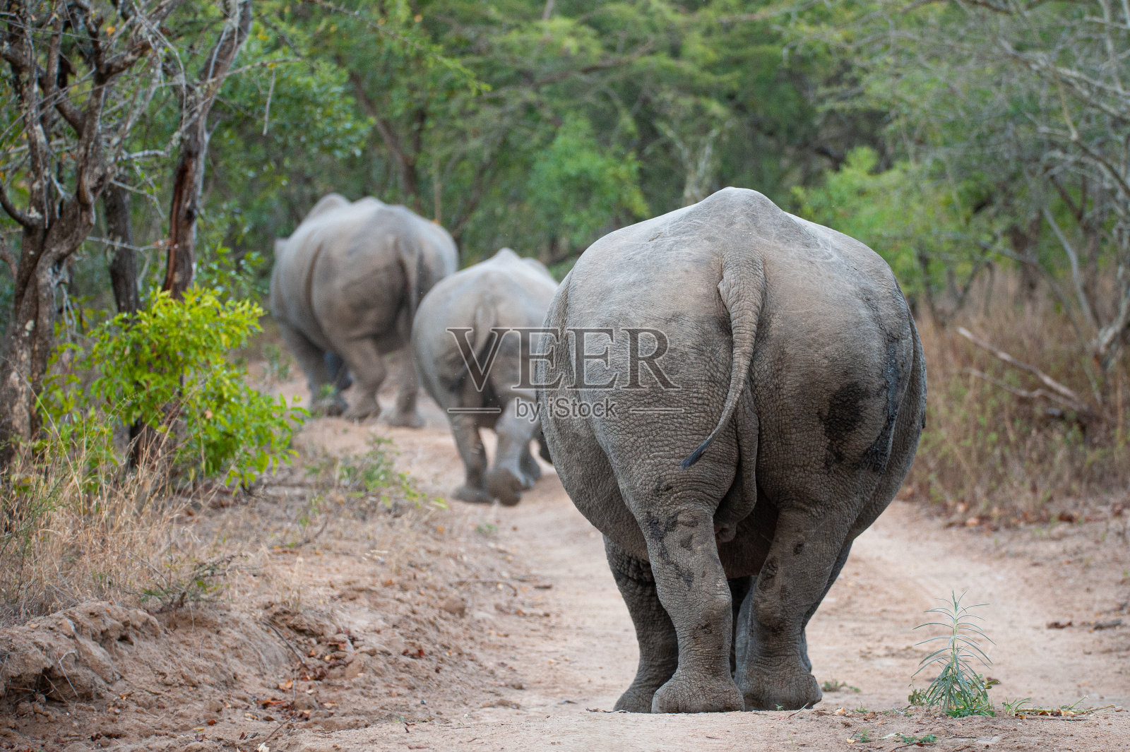 野生动物园的白犀牛照片摄影图片
