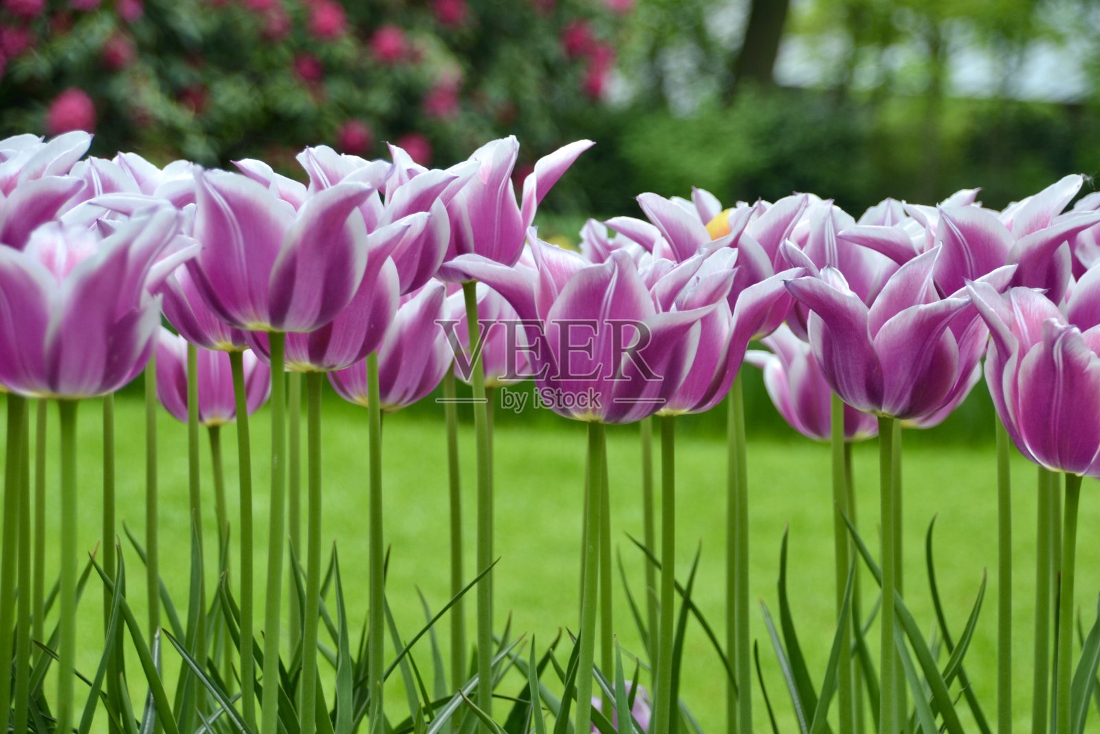 一排紫色和白色的郁金香照片摄影图片