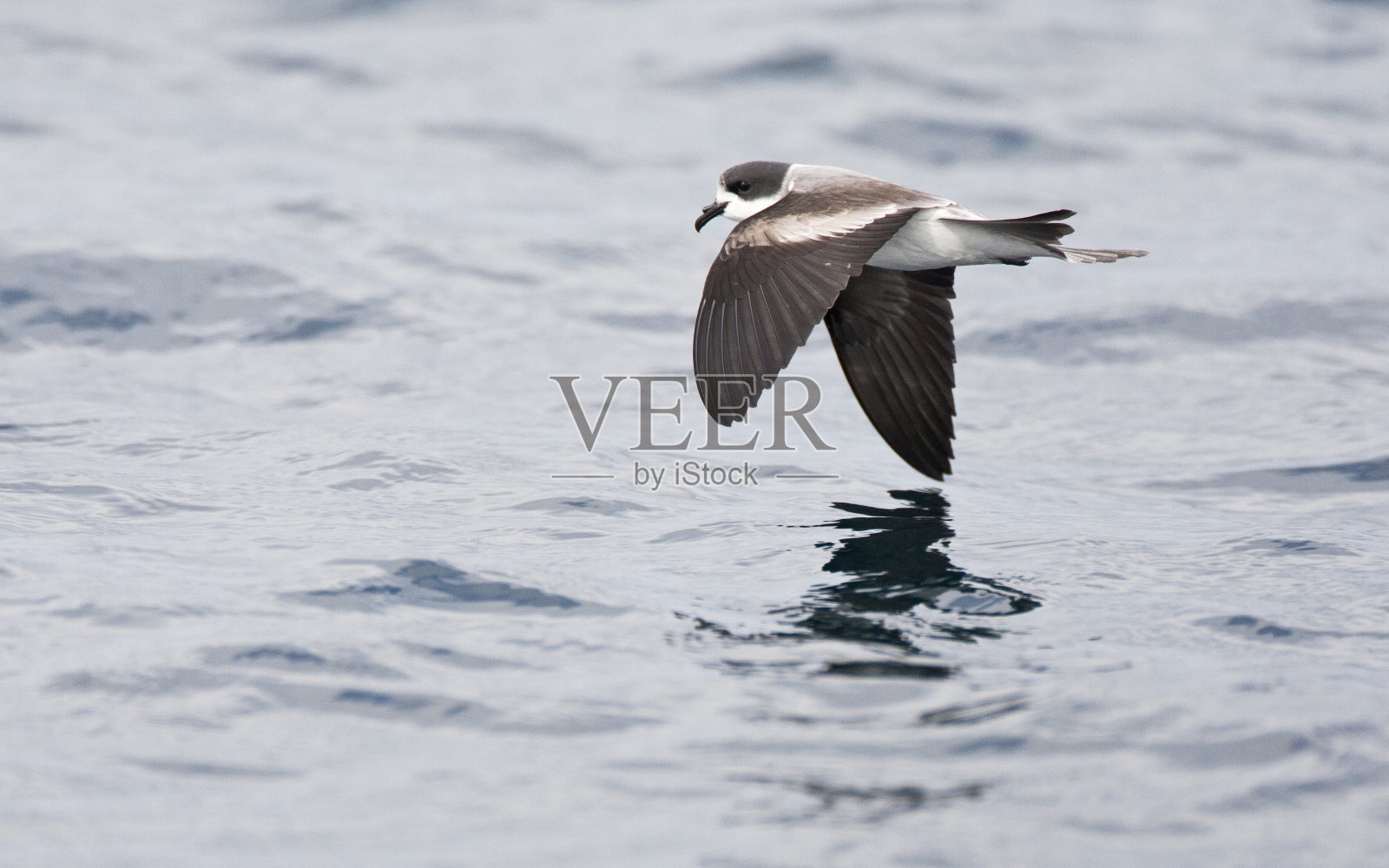 环风暴海燕，海蛙照片摄影图片