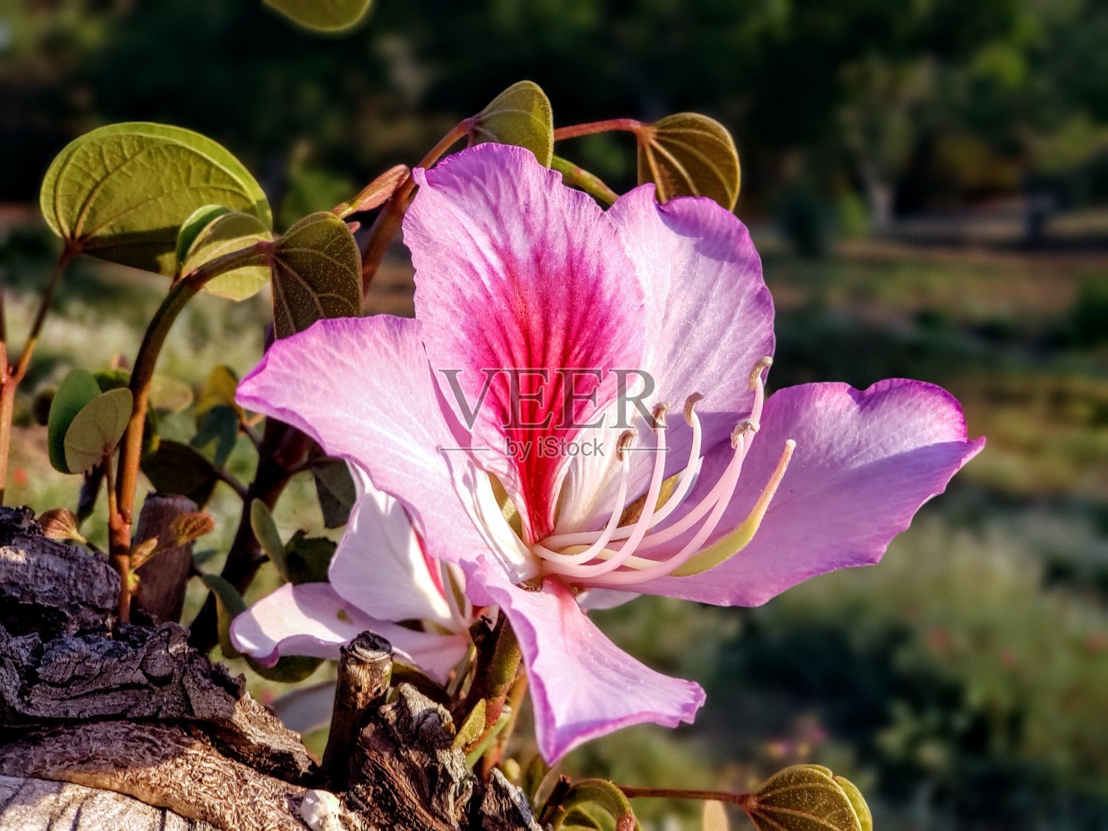 日落的兰花树照片摄影图片