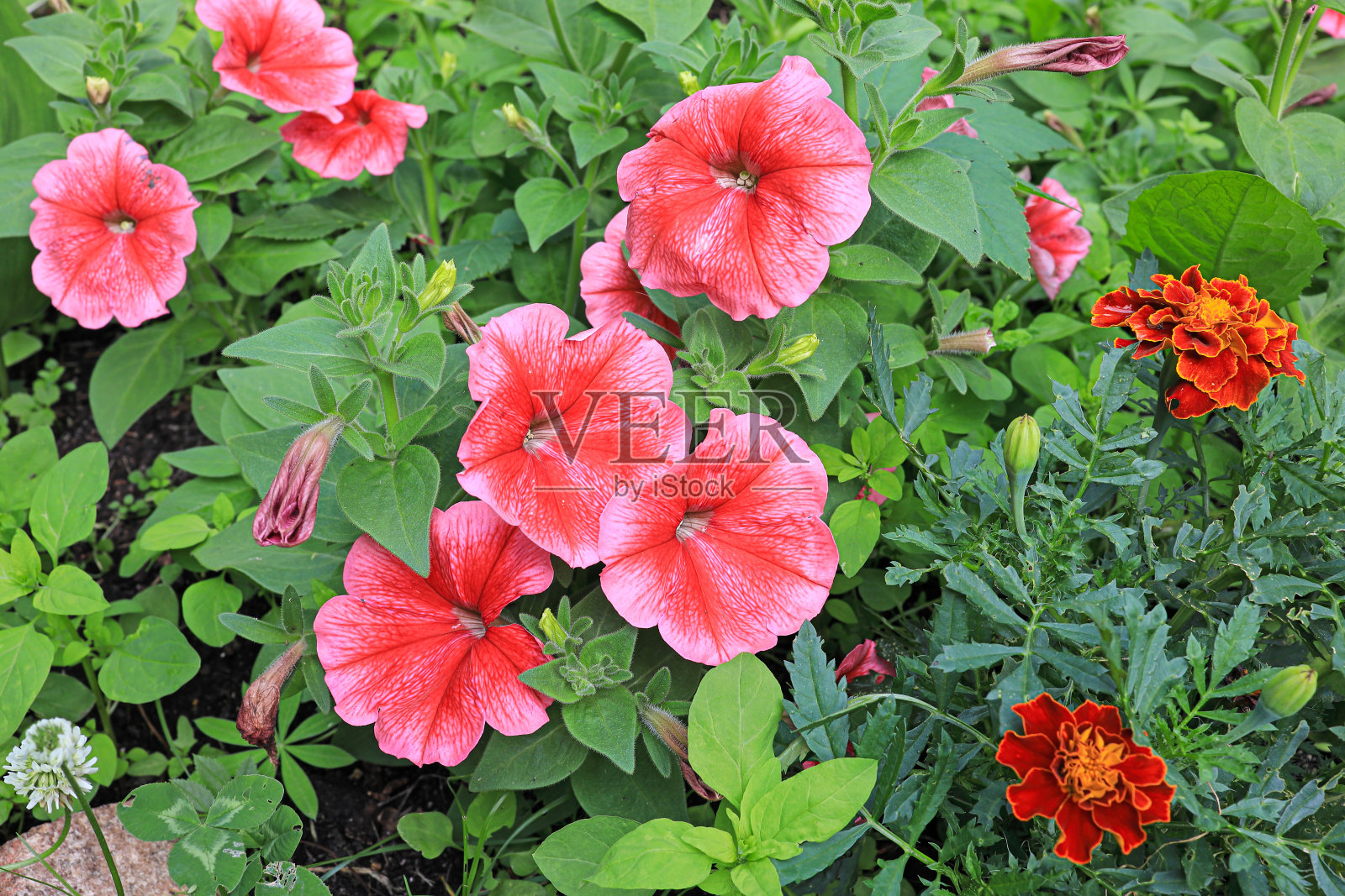 花坛里有粉红色的牵牛花和金盏花照片摄影图片