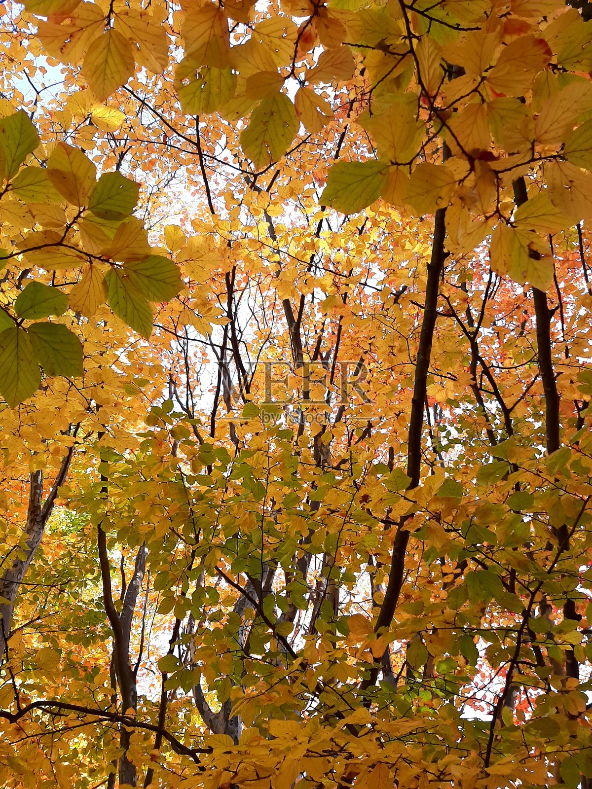 秋天的落叶照片摄影图片