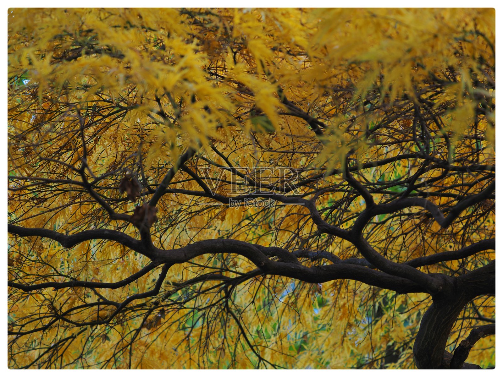 伊丽莎白女王公园照片摄影图片