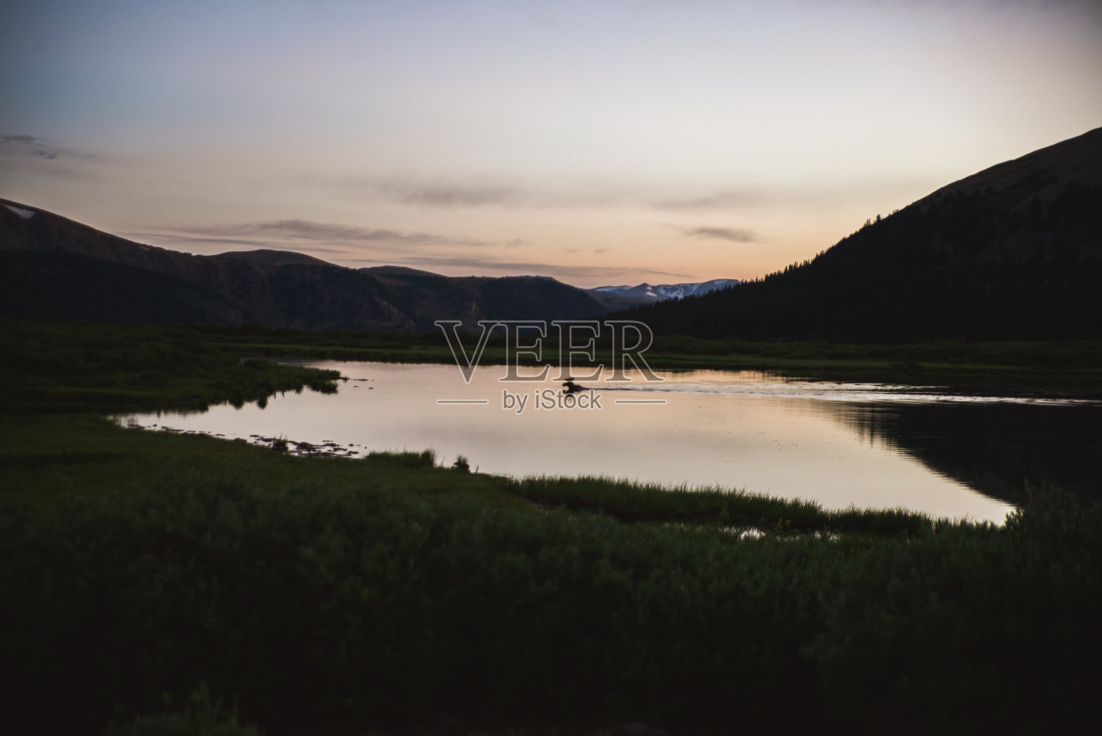 驼鹿浴照片摄影图片