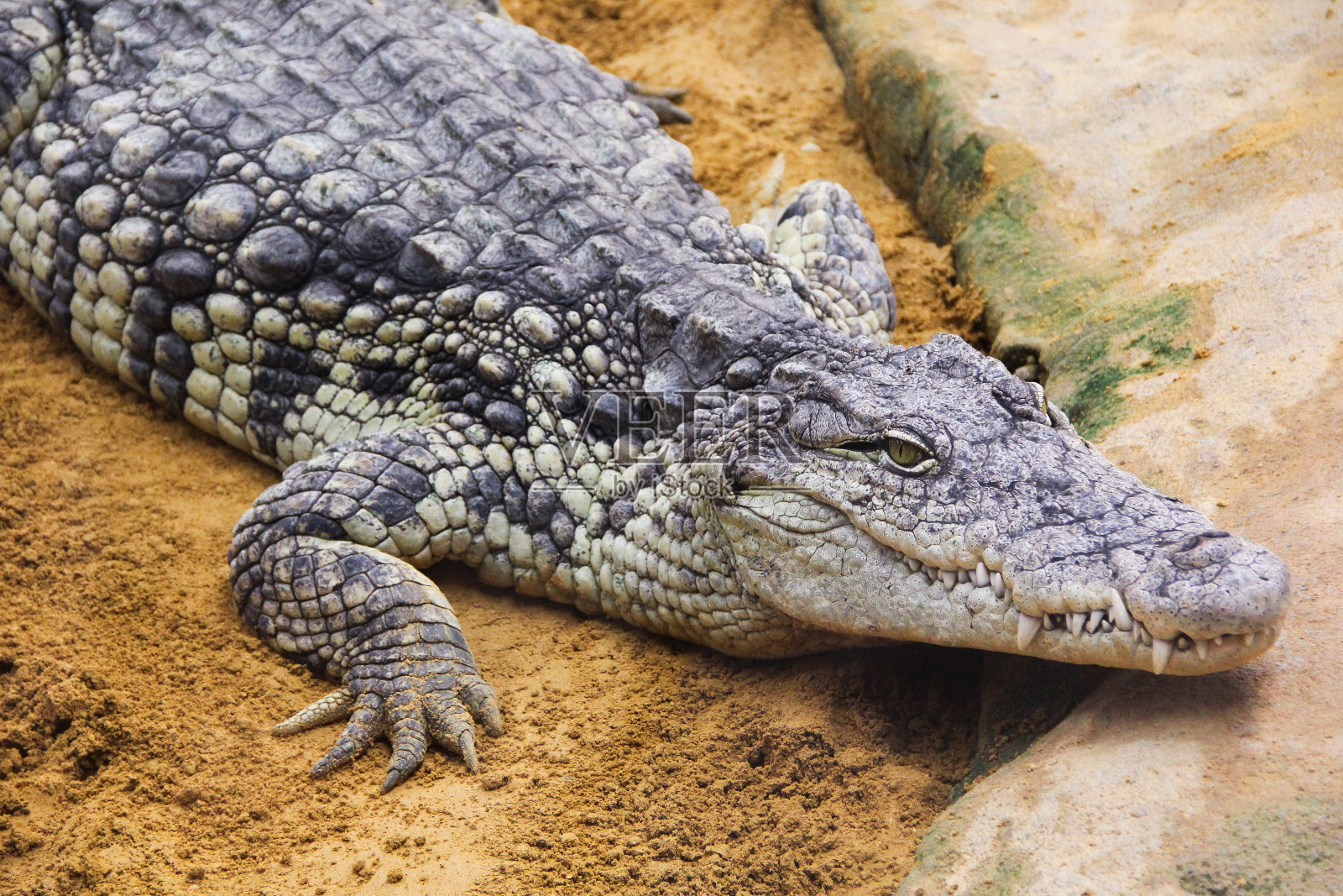 大鳄鱼躺在地上。照片摄影图片