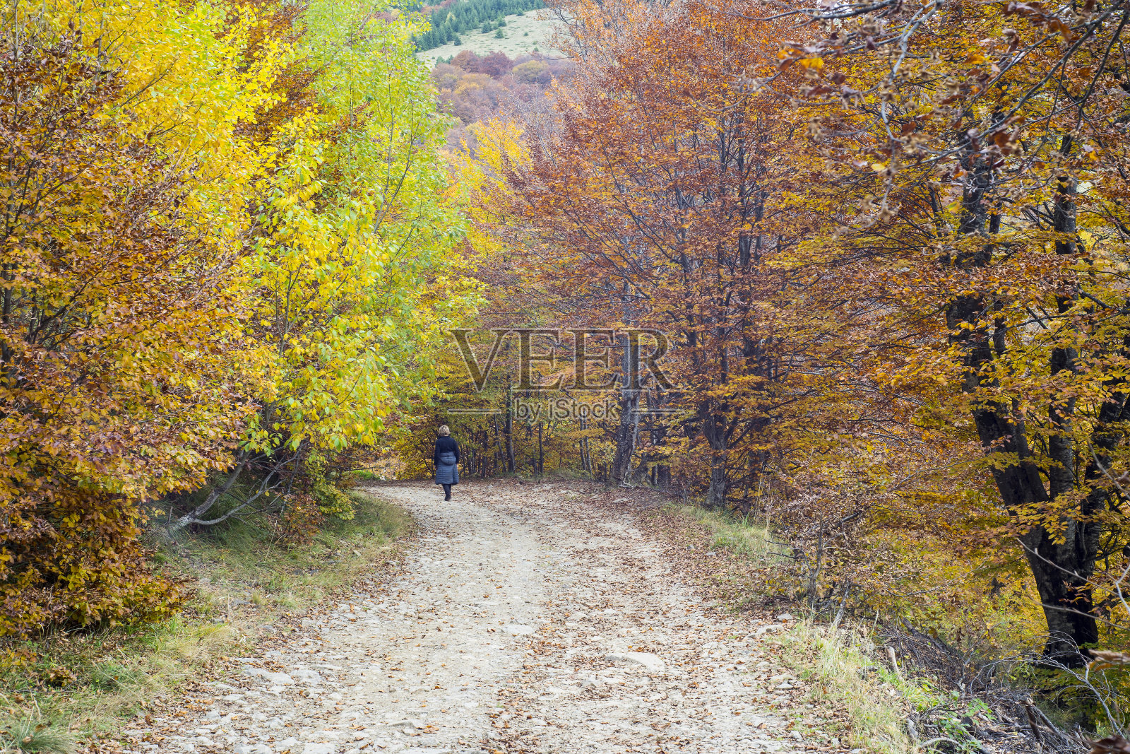 塞尔维亚科帕奥尼克，秋天森林里美丽的色彩照片摄影图片